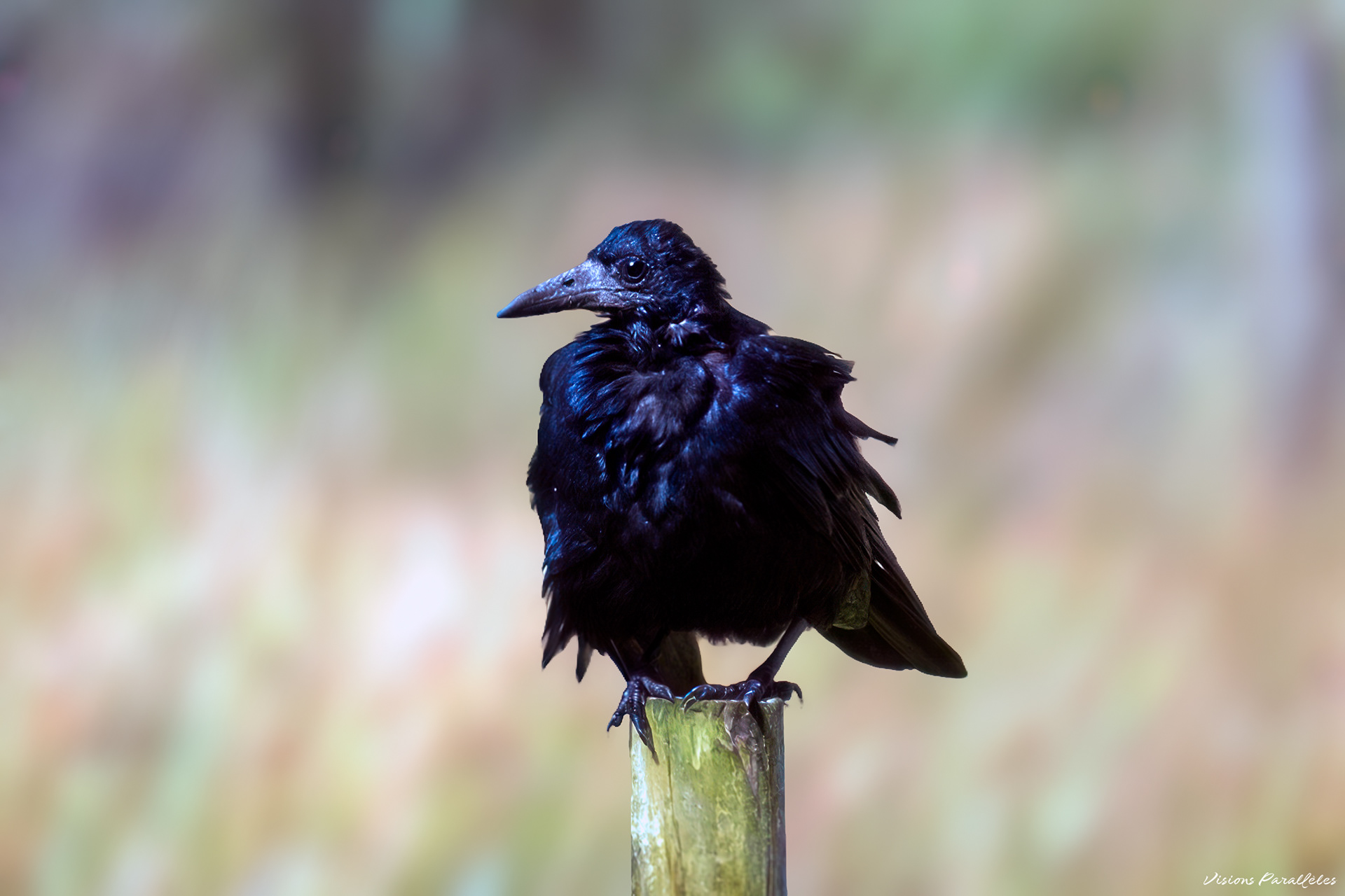 Corbeau freux
