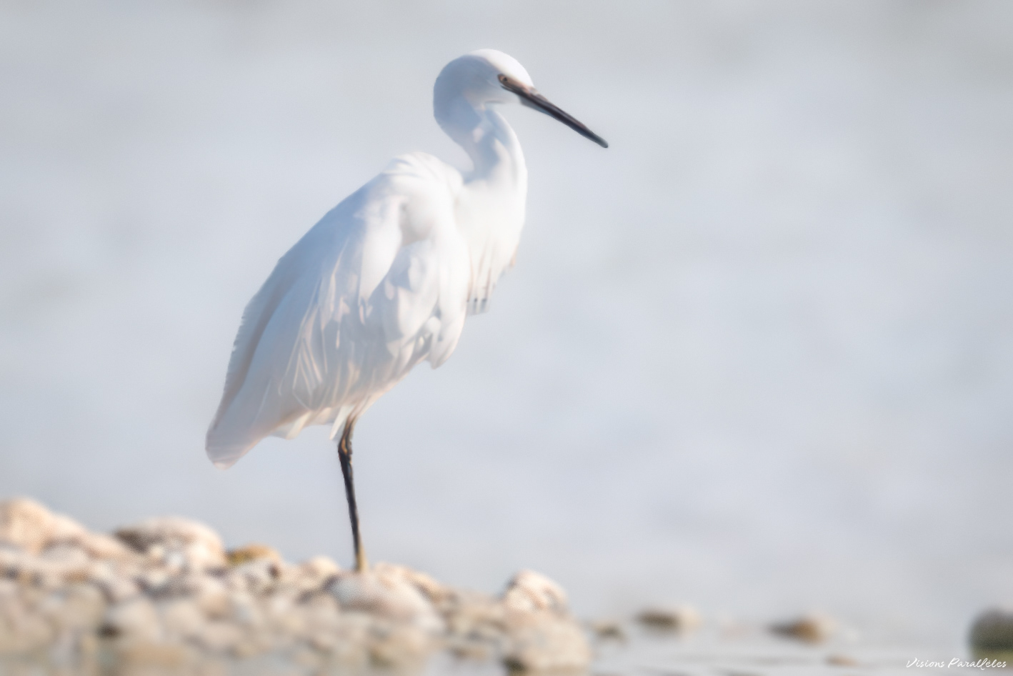 Aigrette garzette