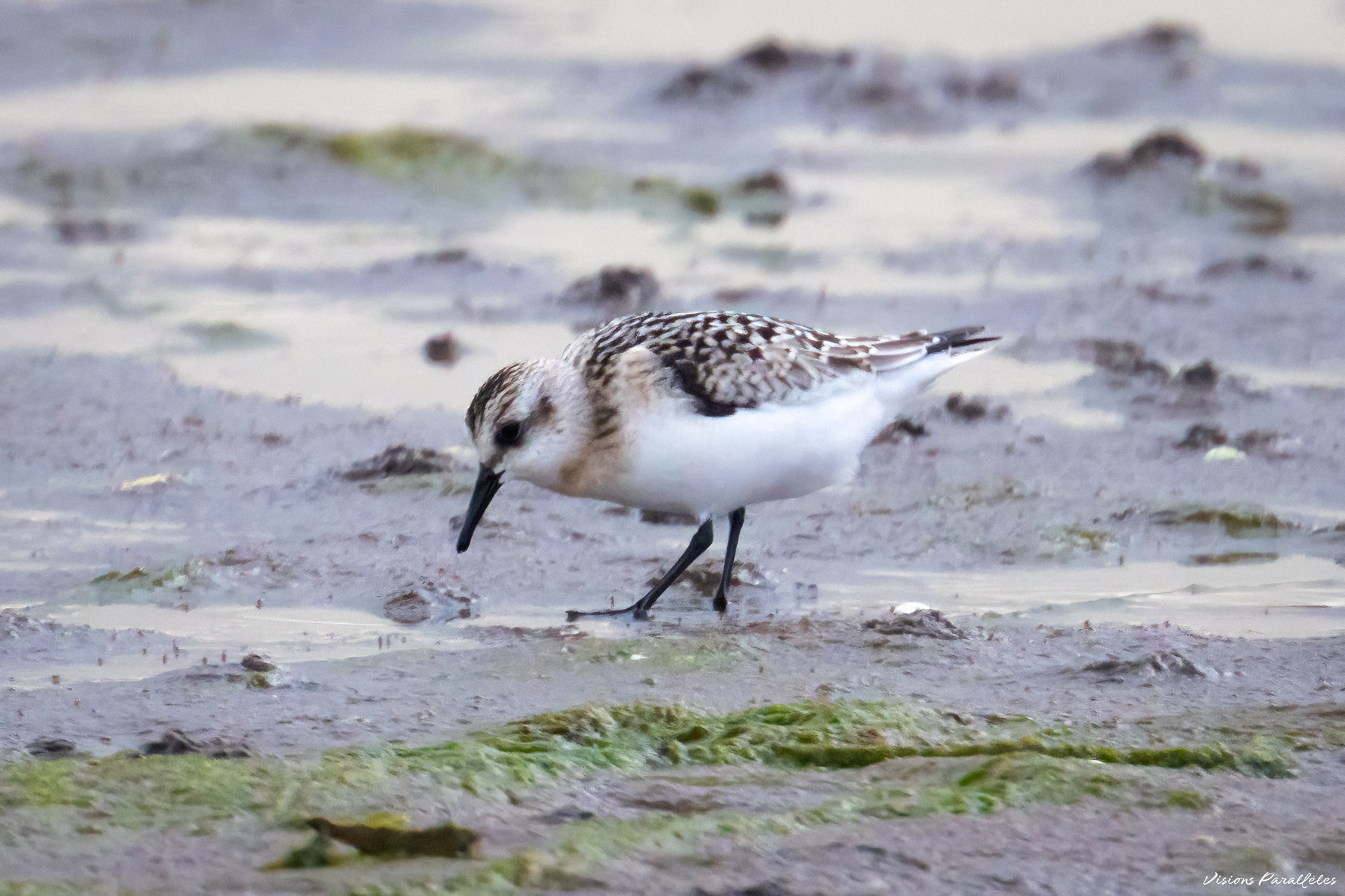 Bécasseau sanderling