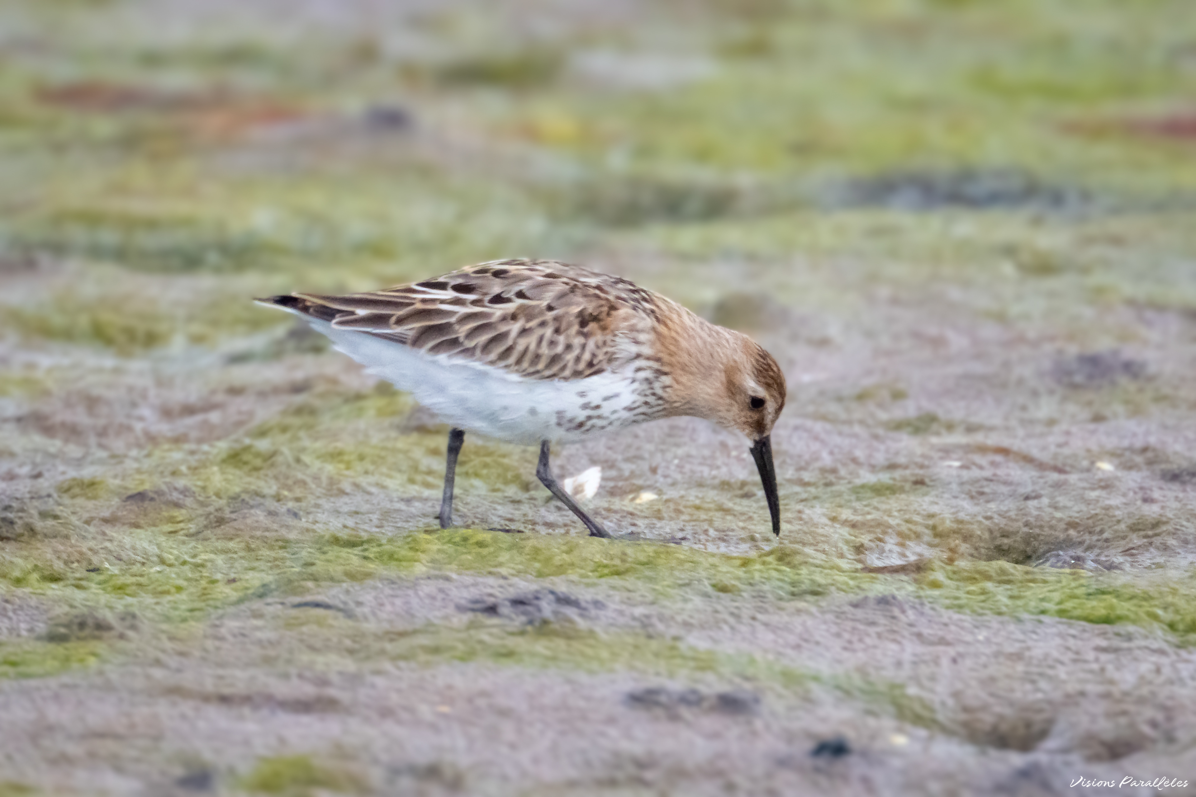Bécasseau variable