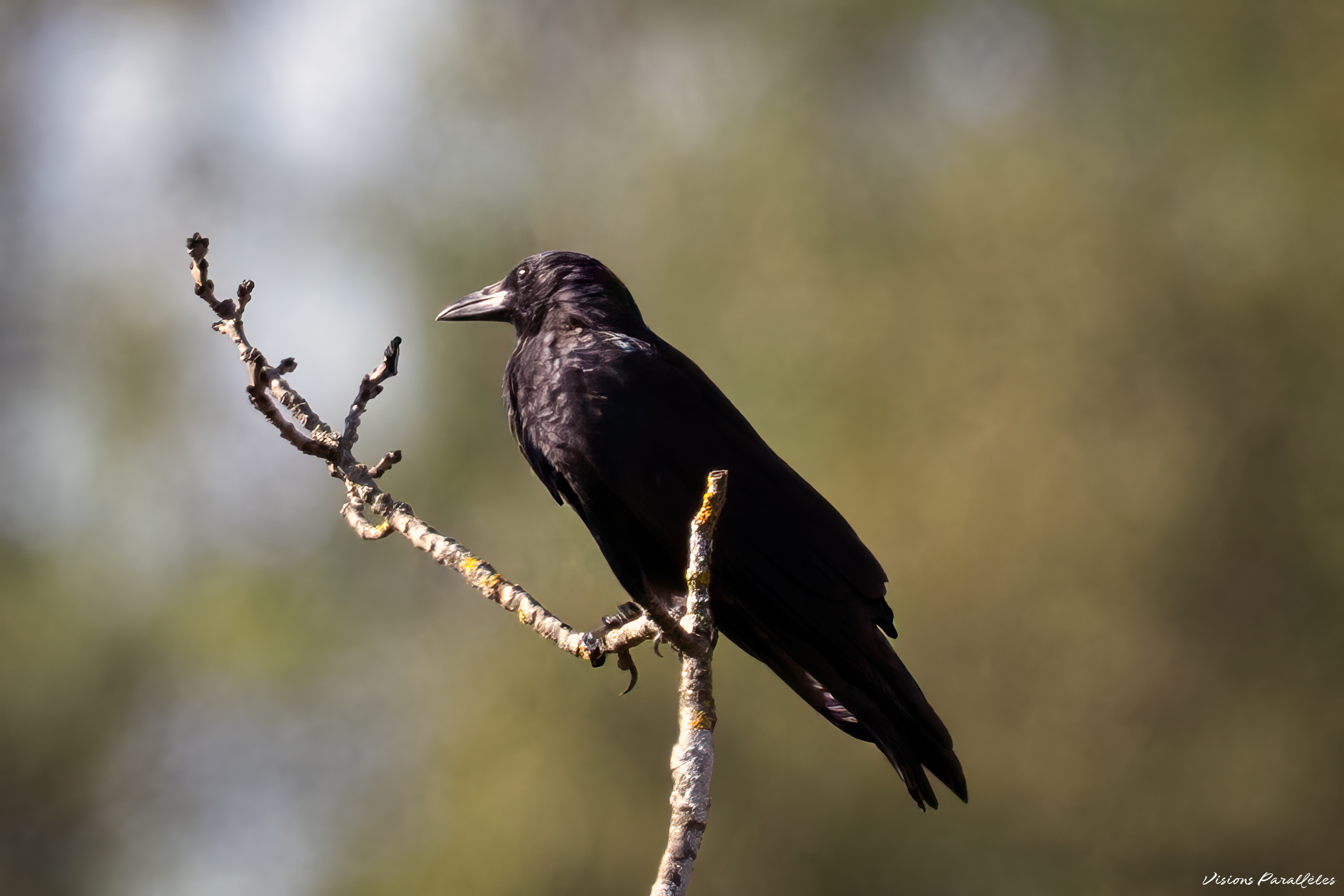 Corbeau freux