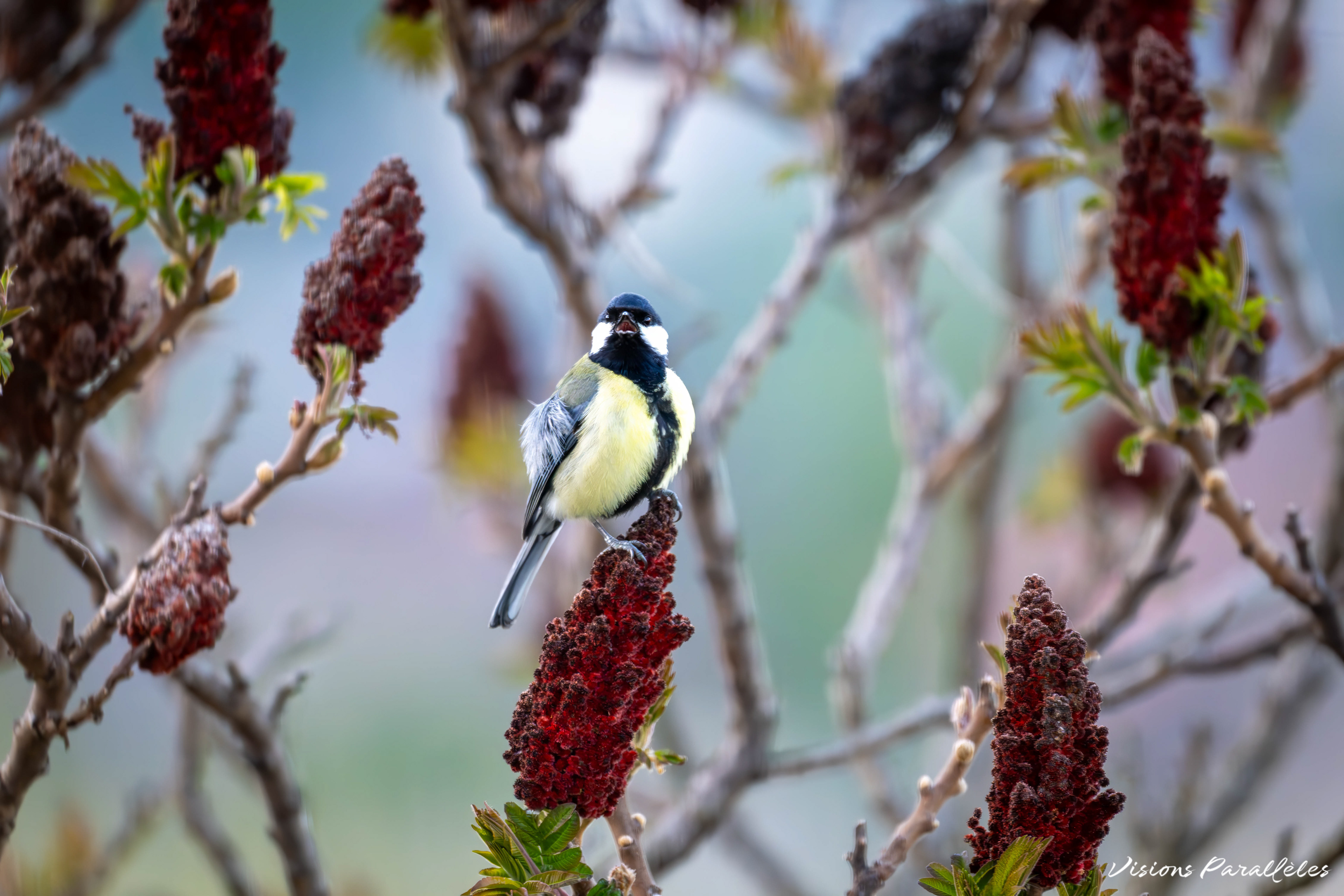 Mésange charbonnière