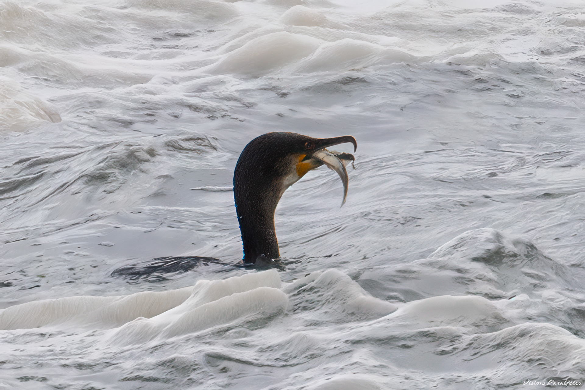 Cormoran