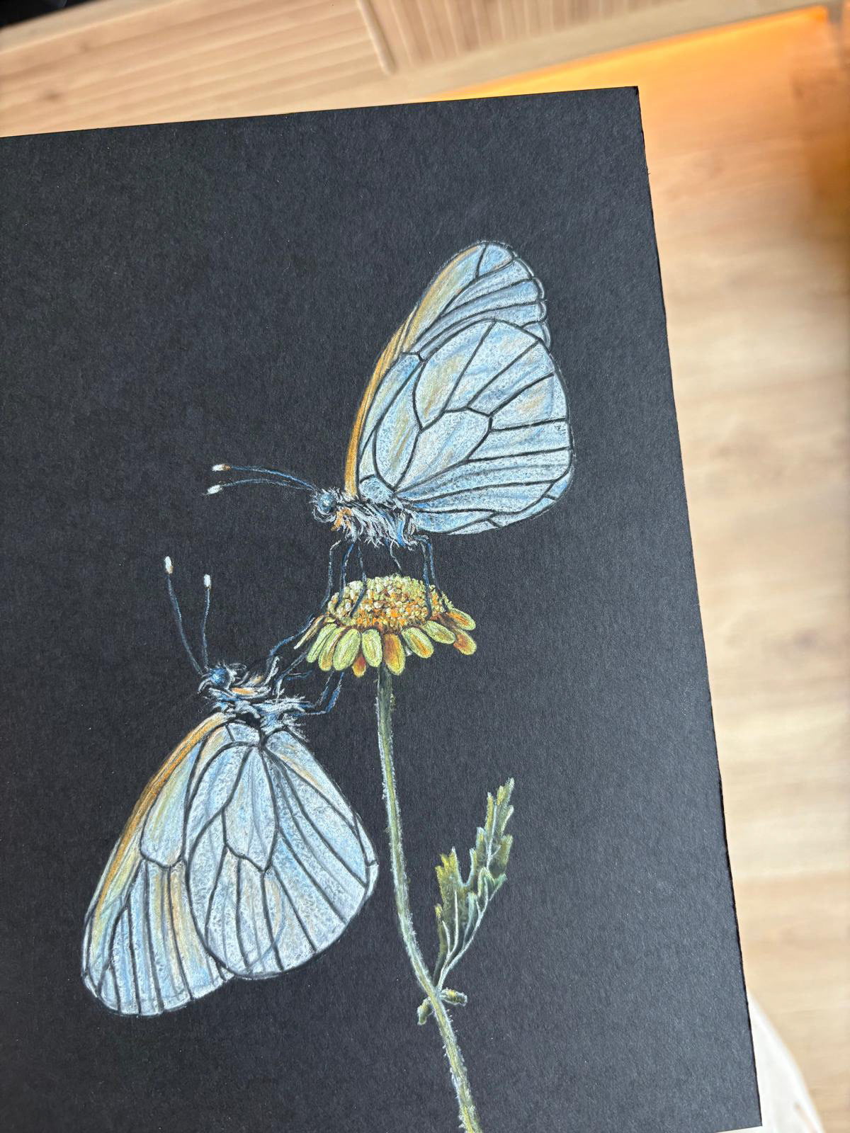 A daisy with butterflies on A5 black paper