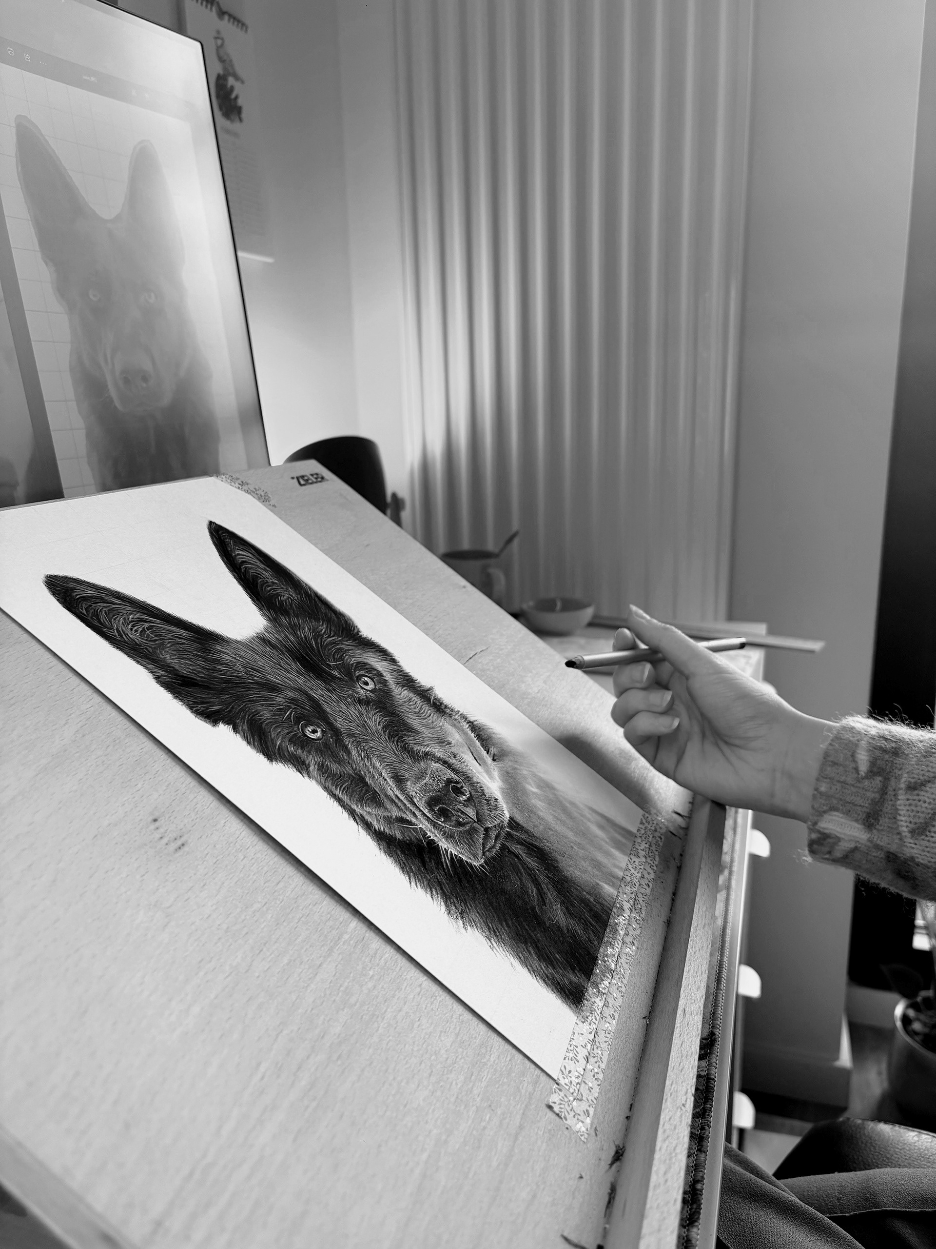 Drawing process: German shepherd #1