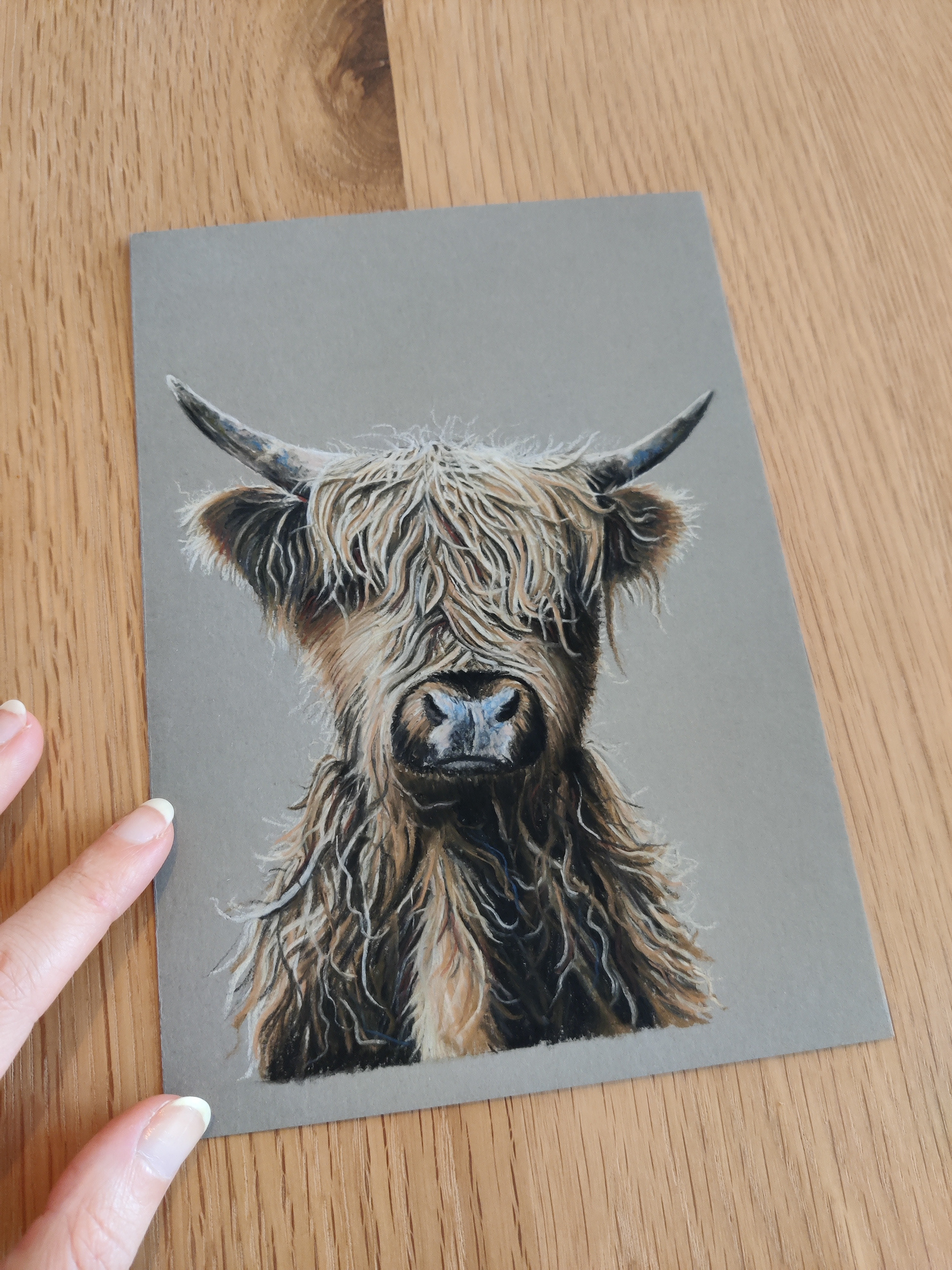 A highland cow on A5 grey paper