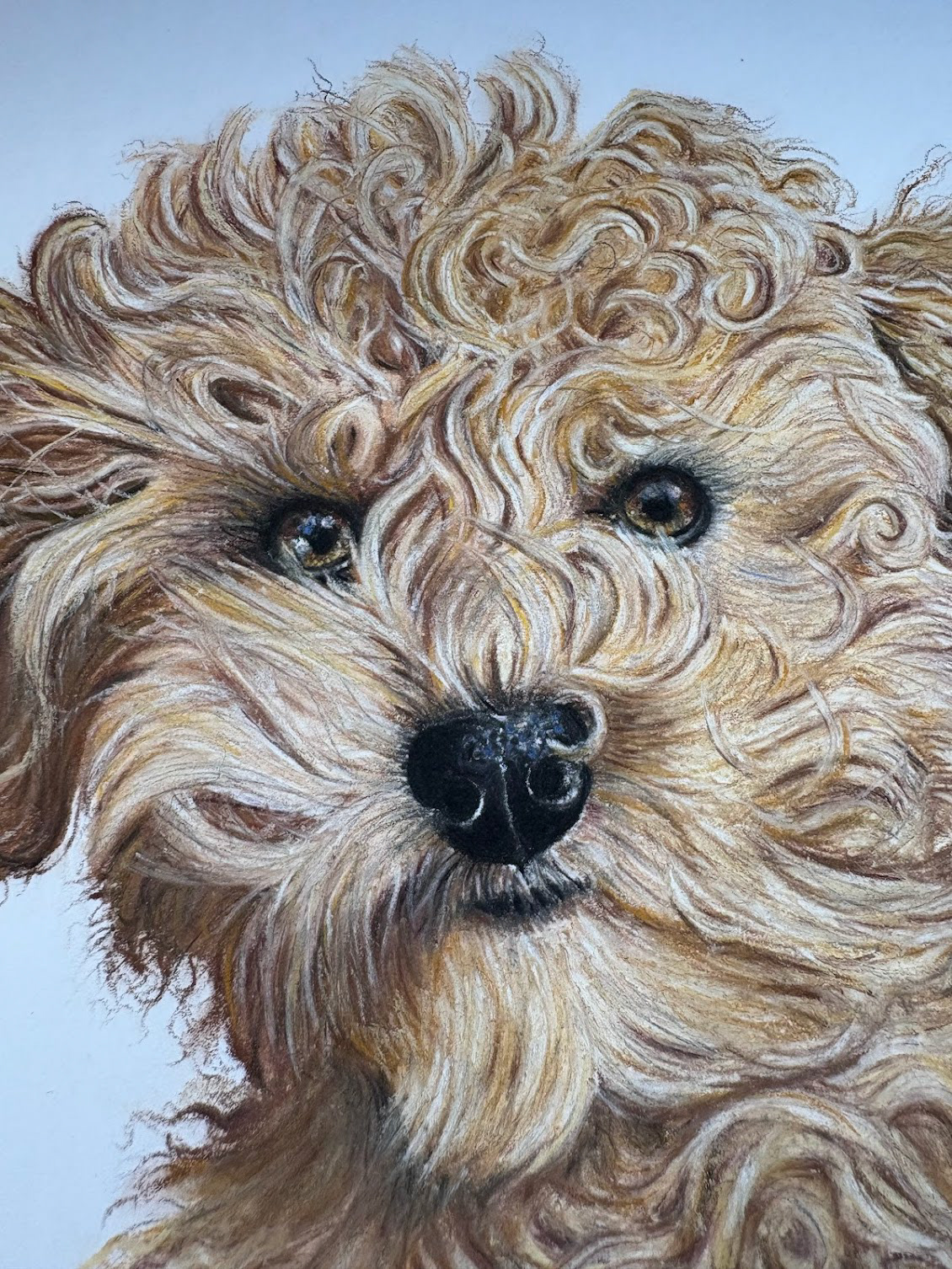 Toy poodle on A4 white paper #1