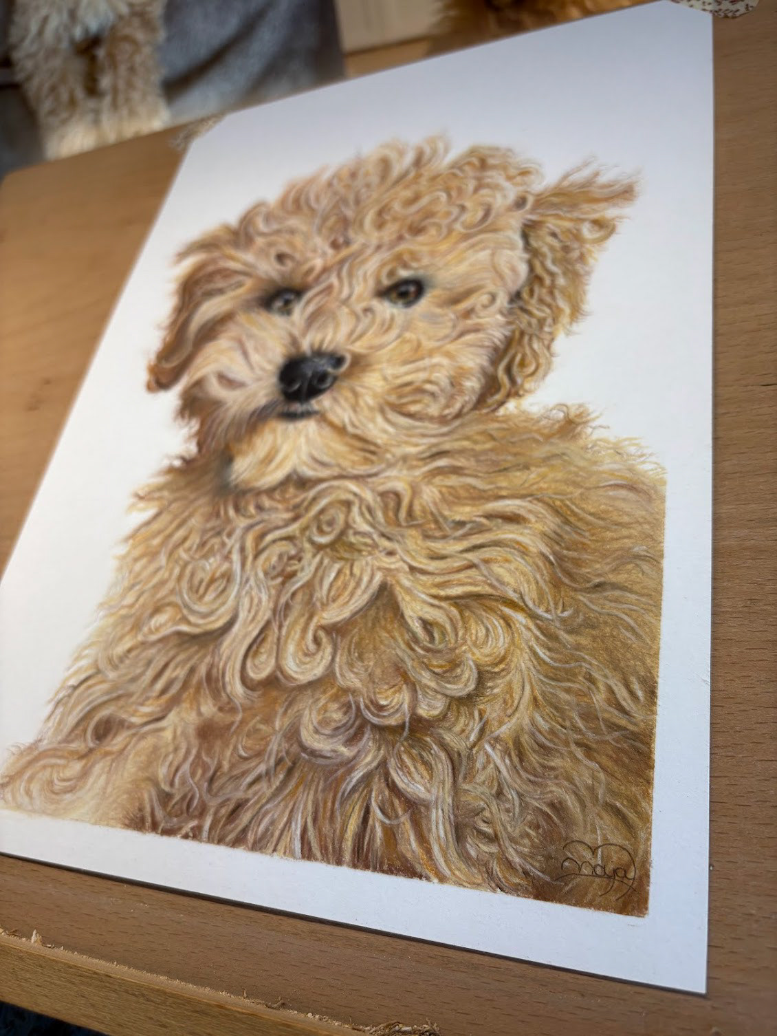 Toy poodle on A4 white paper #2