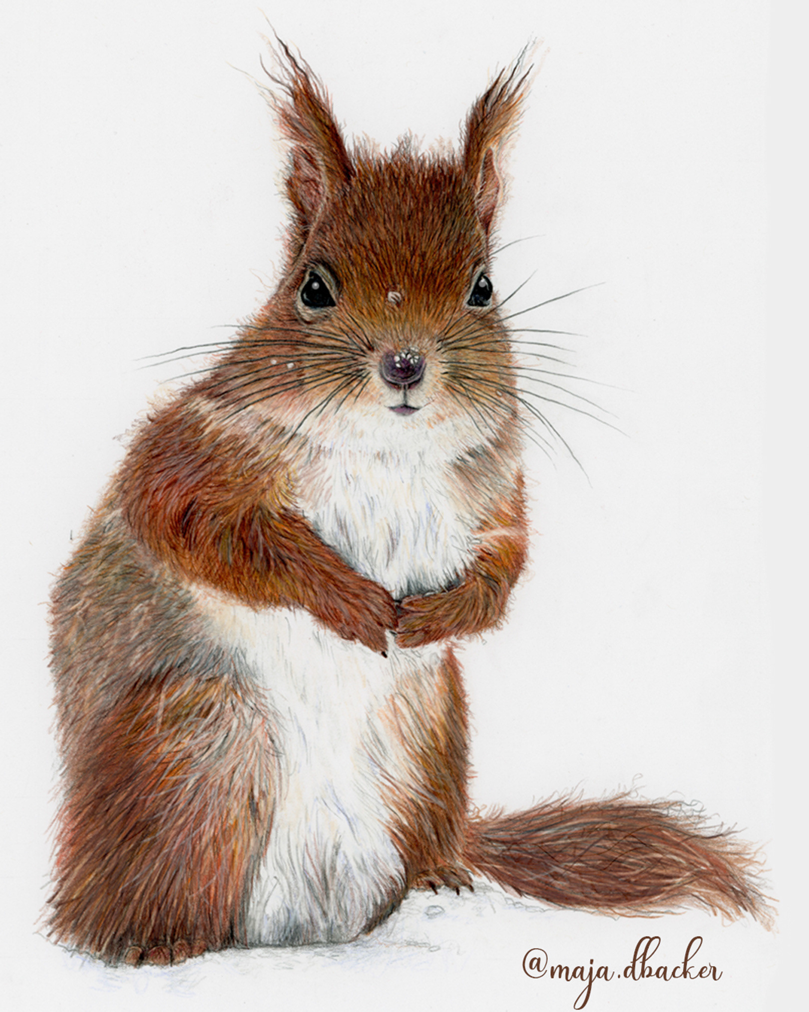 A squirrel on A4 white paper