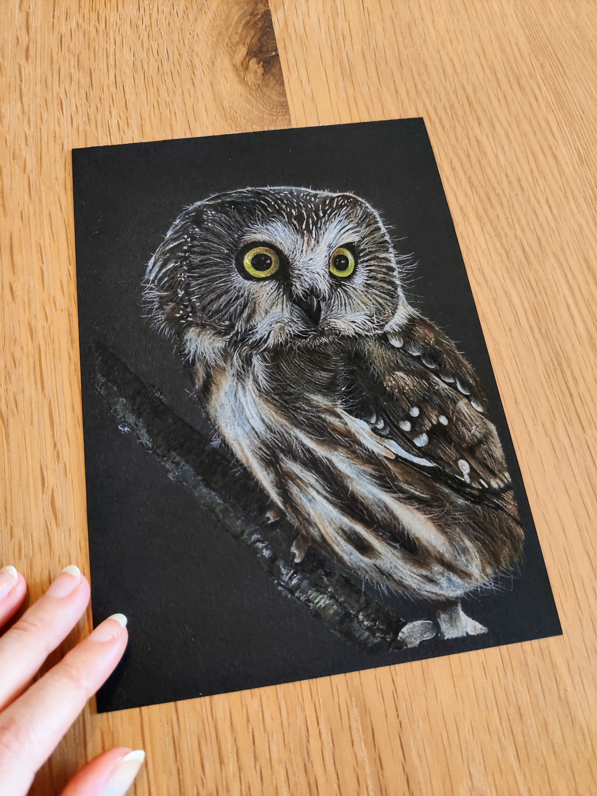 A Northern saw-whet owl on A5 black paper