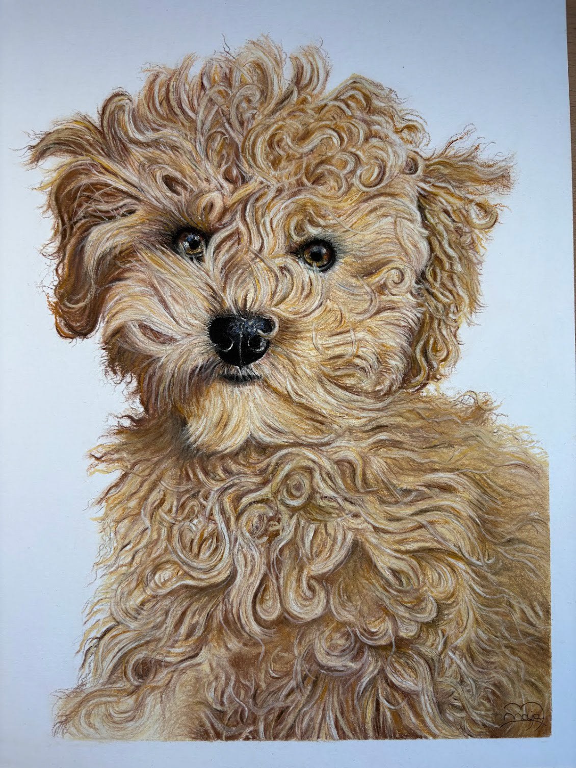 Toy poodle on A4 white paper #3