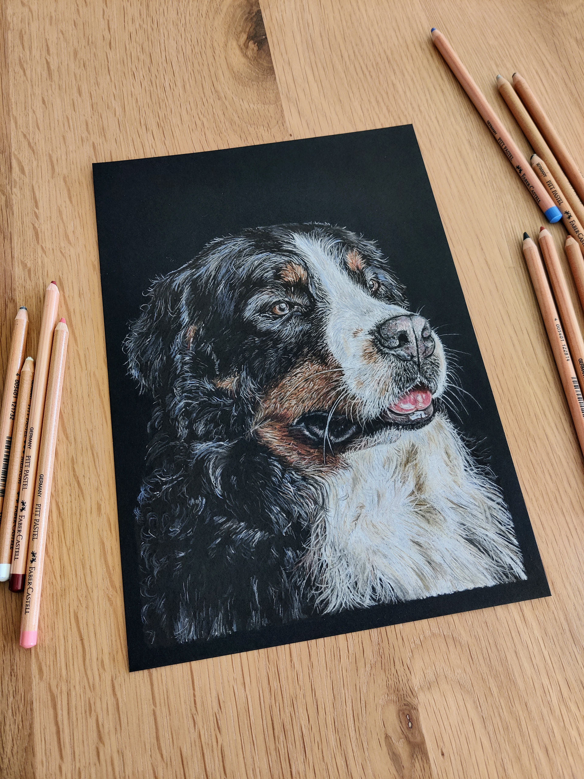 Bernese mountain dog on A4 black paper #3