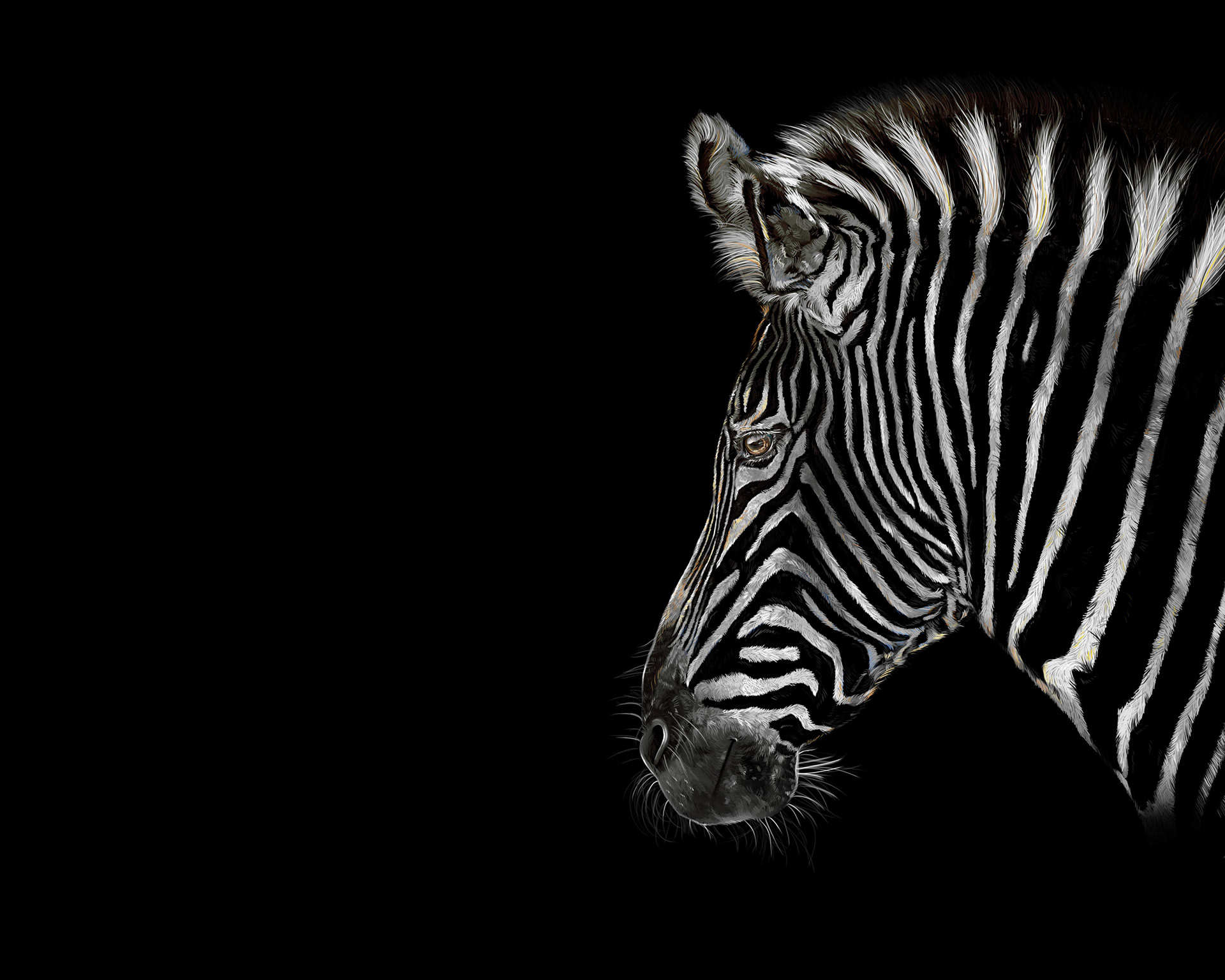 A zebra, made in Photoshop