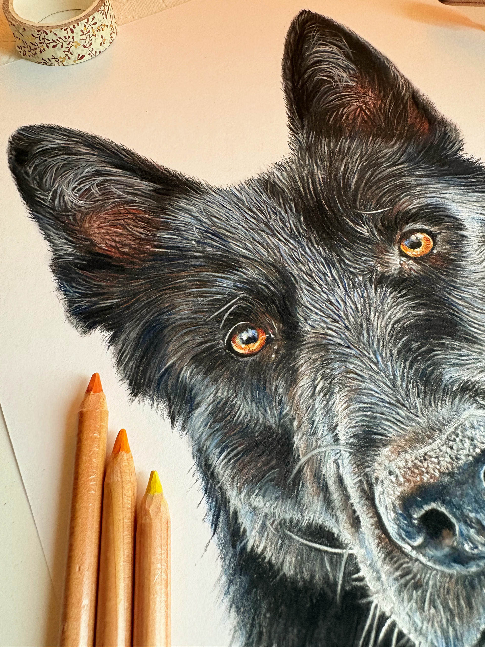 Close up: German shepherd on A4 white paper #3