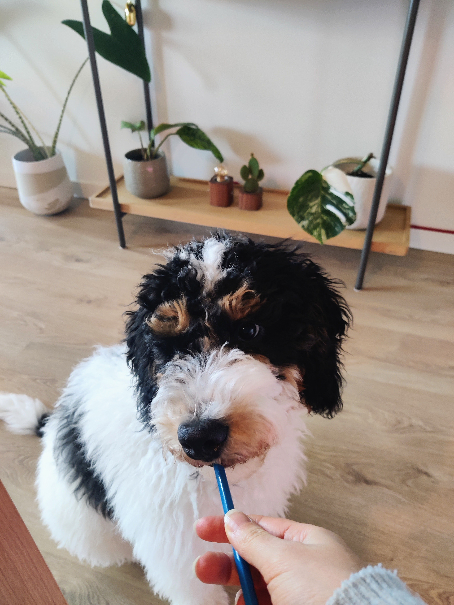 Our dog: Bilbo the bernedoodle, he likes pencils (2026)
