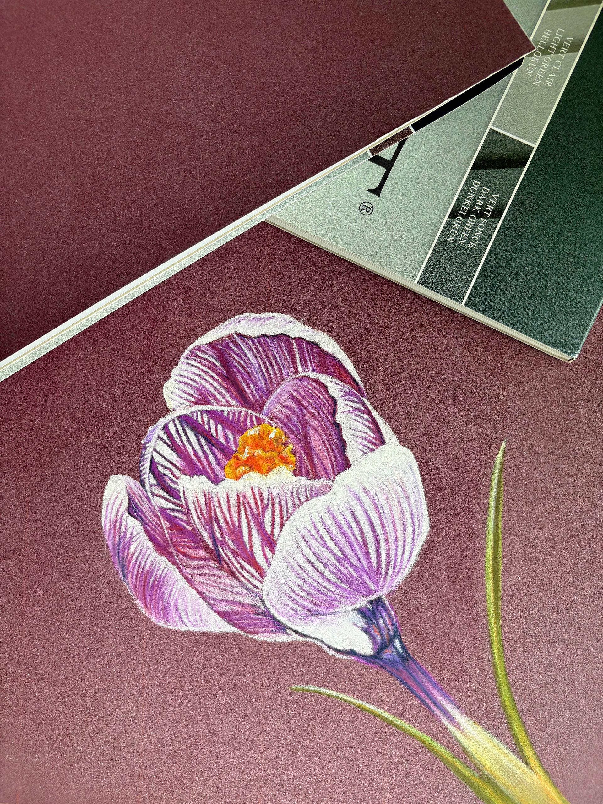 A crocus on 30x40cm wine colored pastelmat