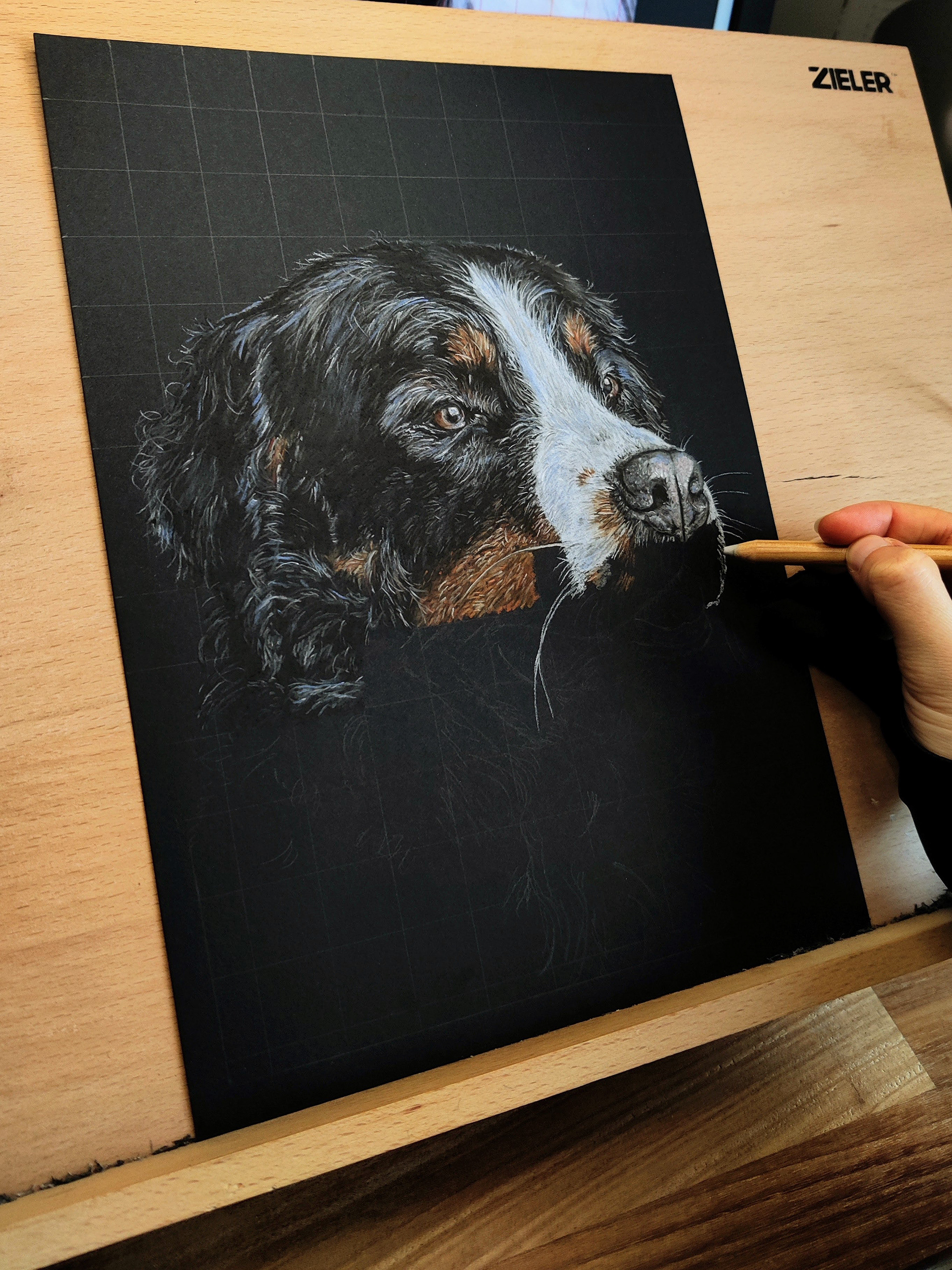Bernese mountain dog on A4 black paper #2