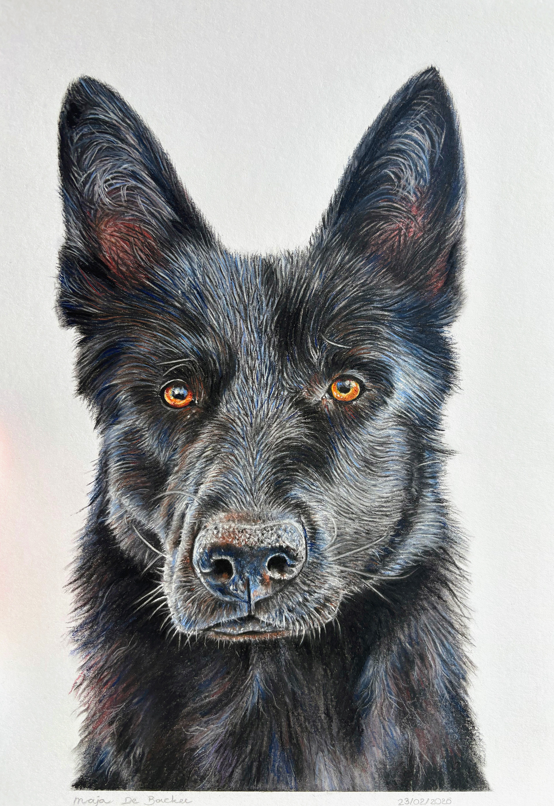 German shepherd on A4 white paper #2