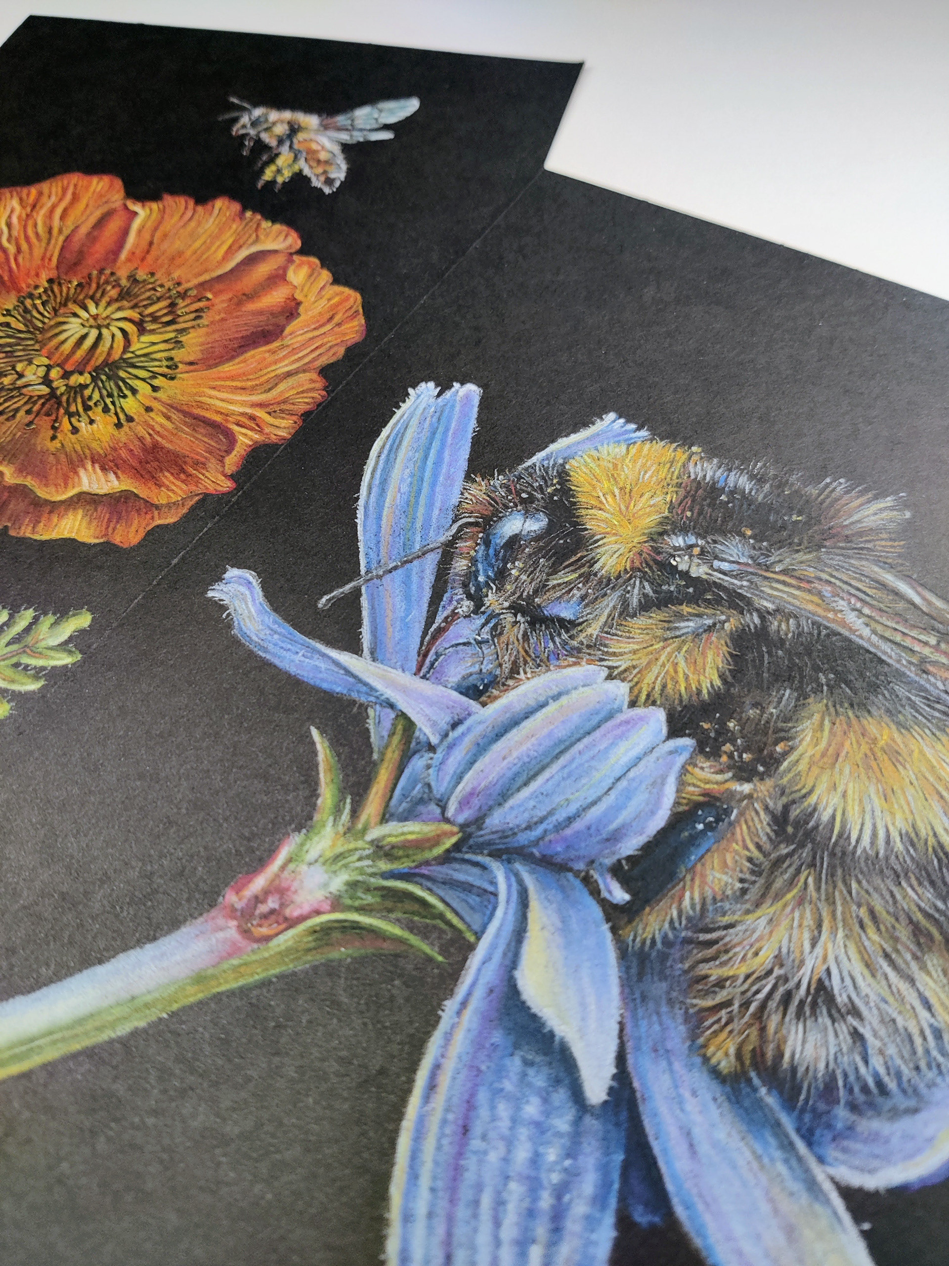 Bumblebee: close up