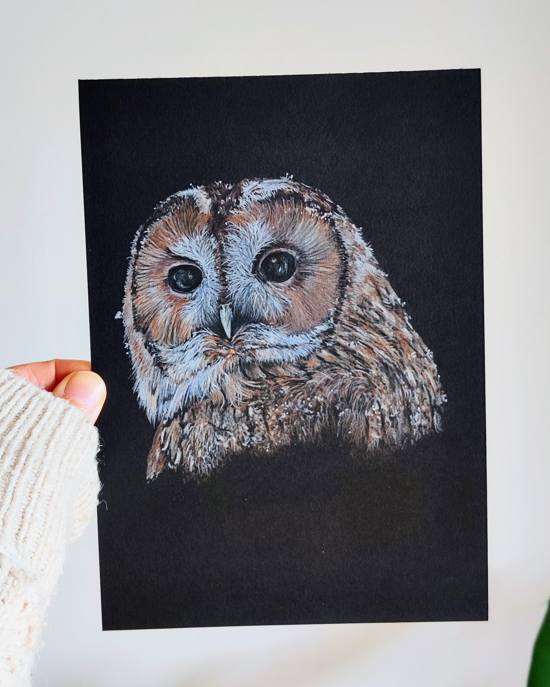 A tawny owl on A5 black paper