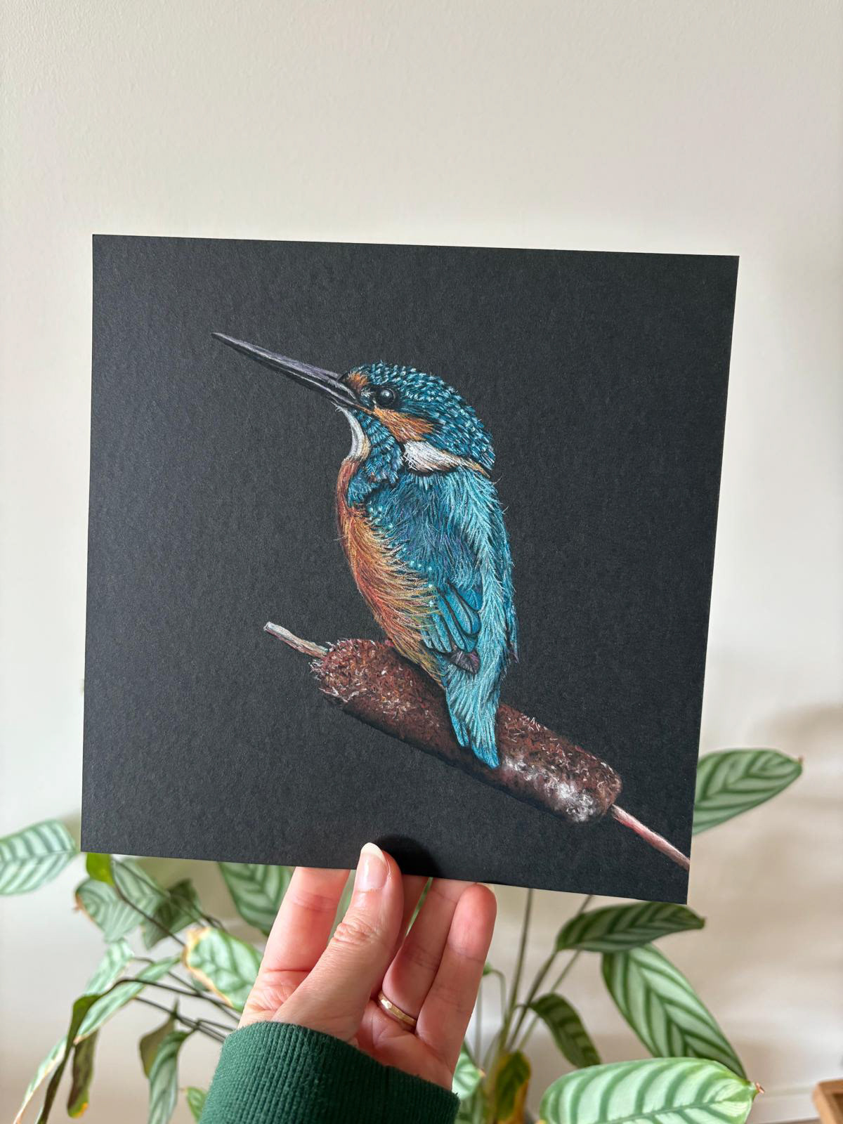 Kingfisher on black paper