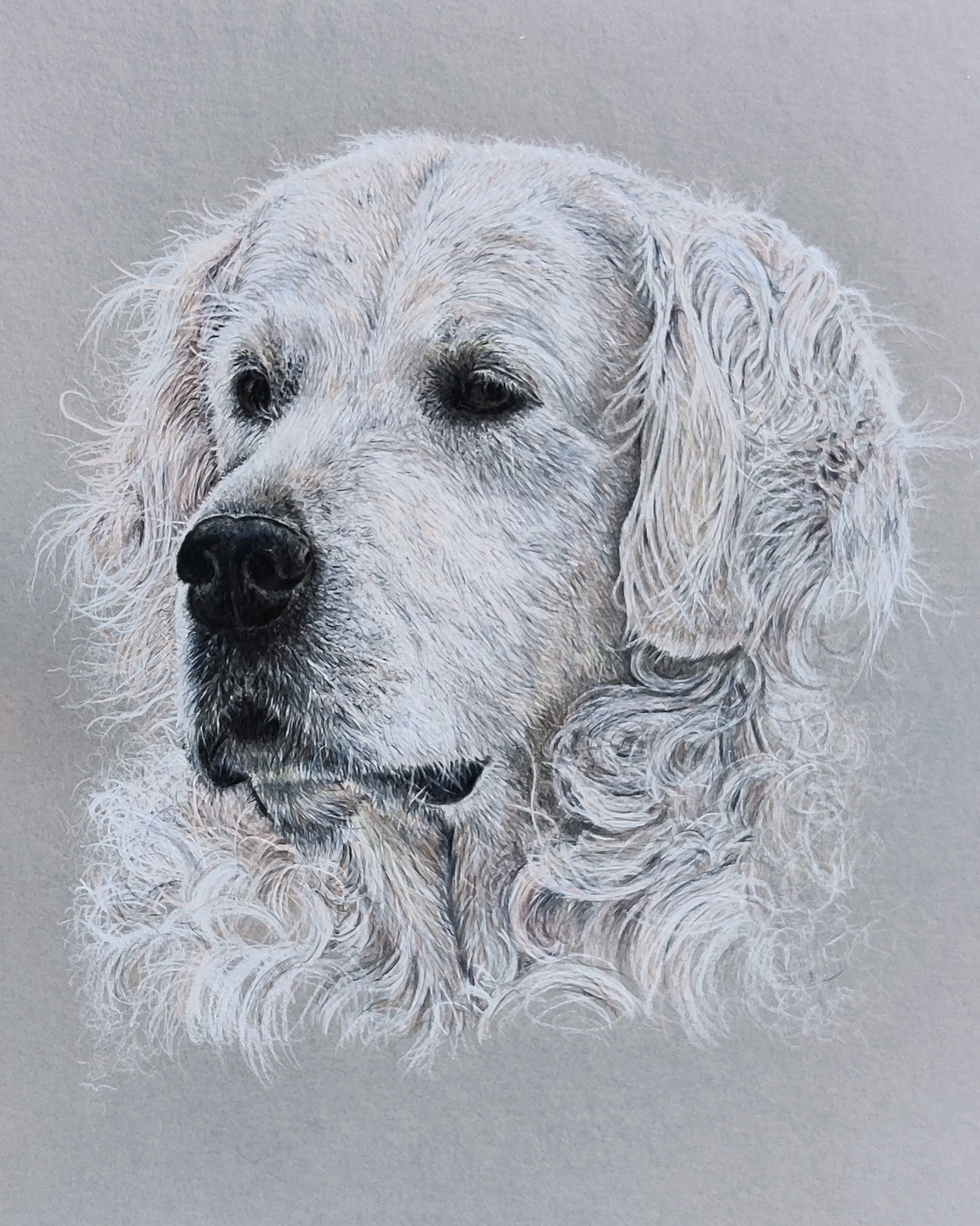 Golden retriever on A4 grey paper