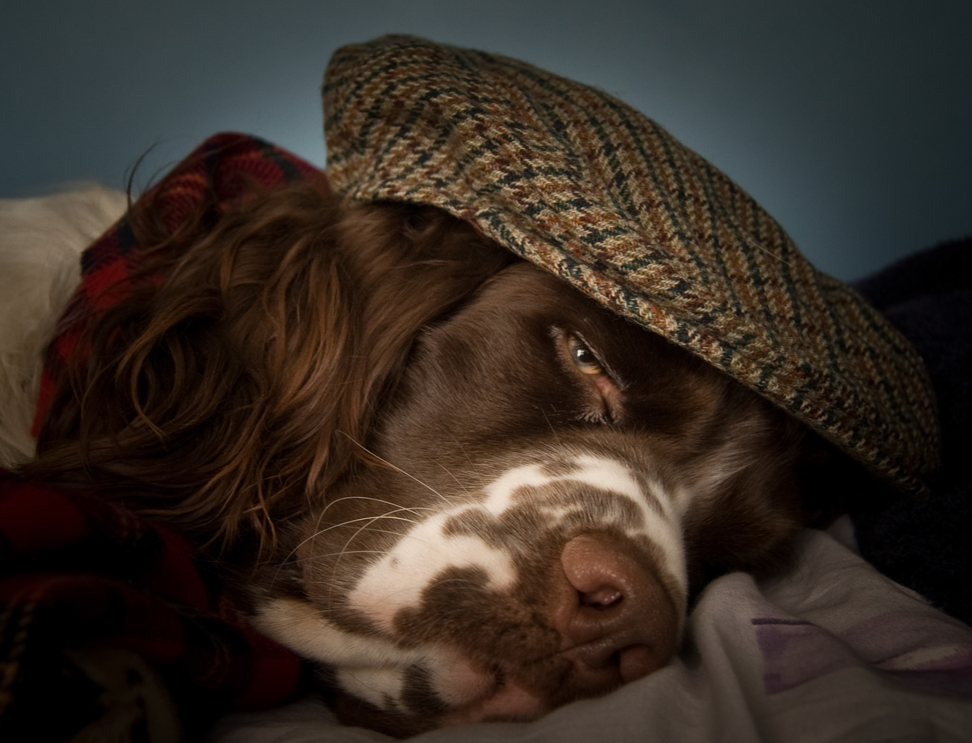 English Springer Spaniel