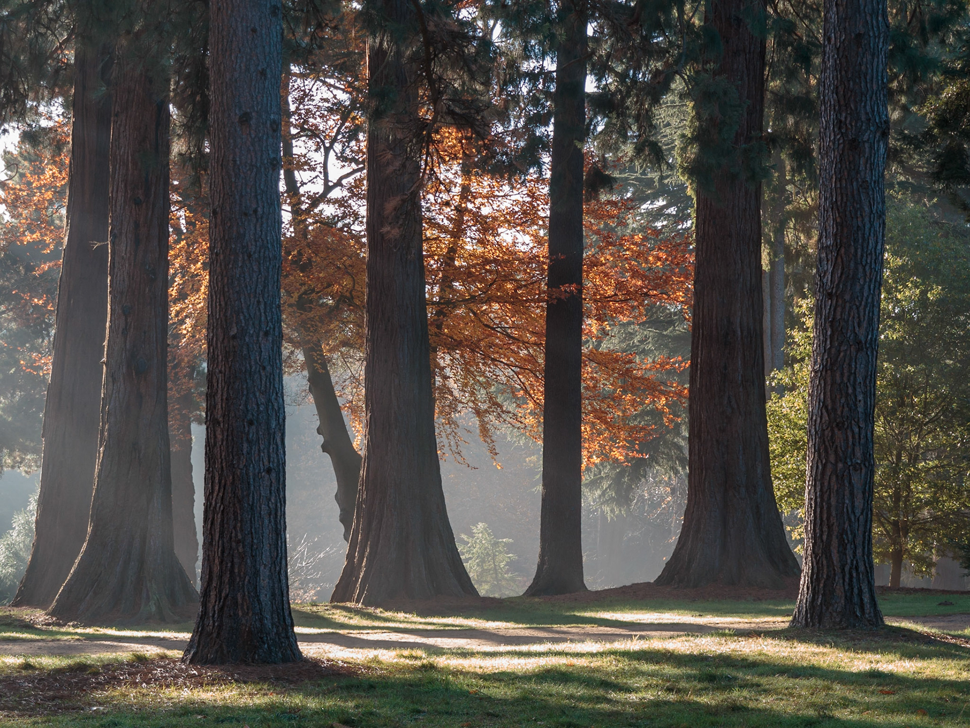 Oxshed Clump, The Valley Gardens