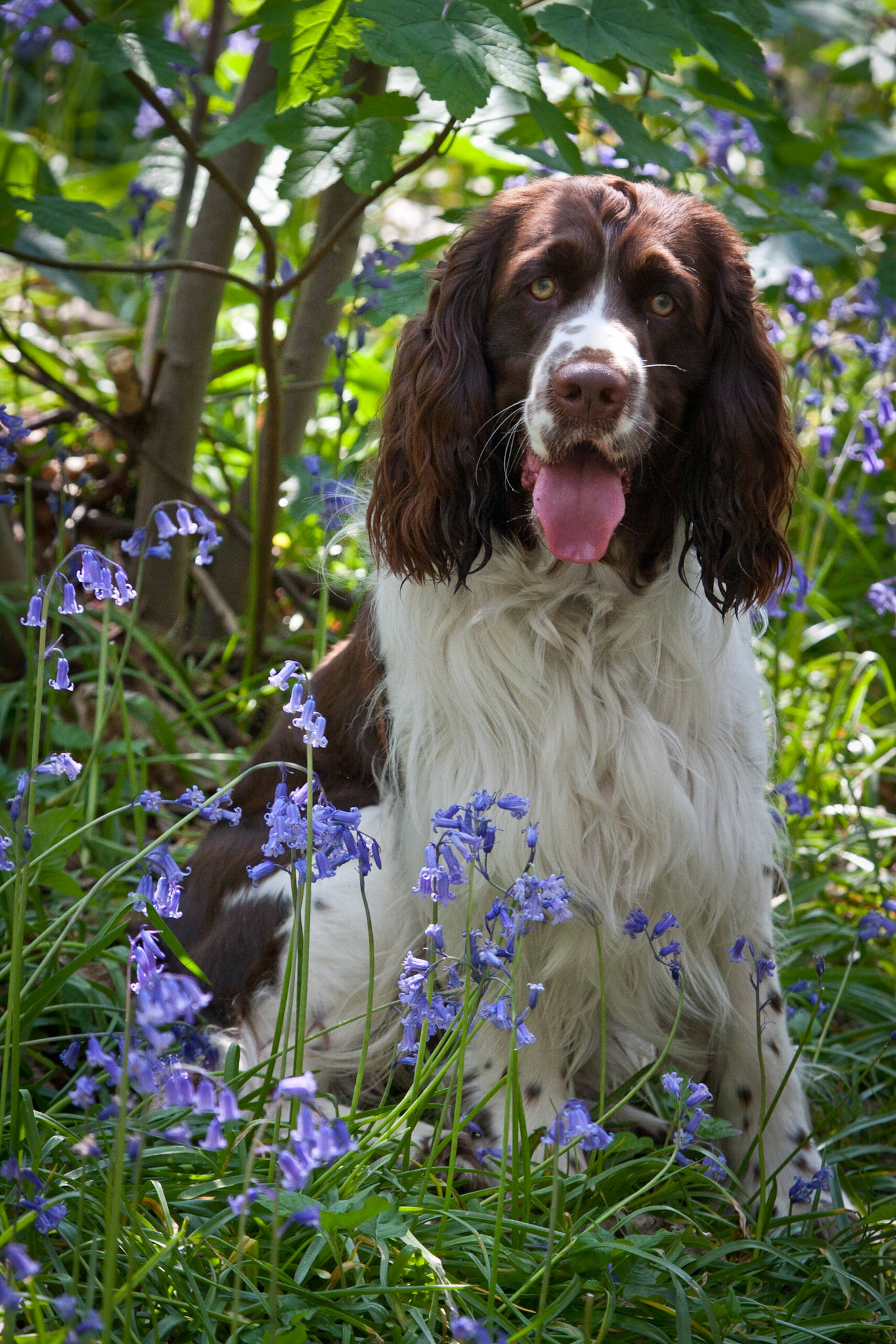 English Springer Spaniel - Benson