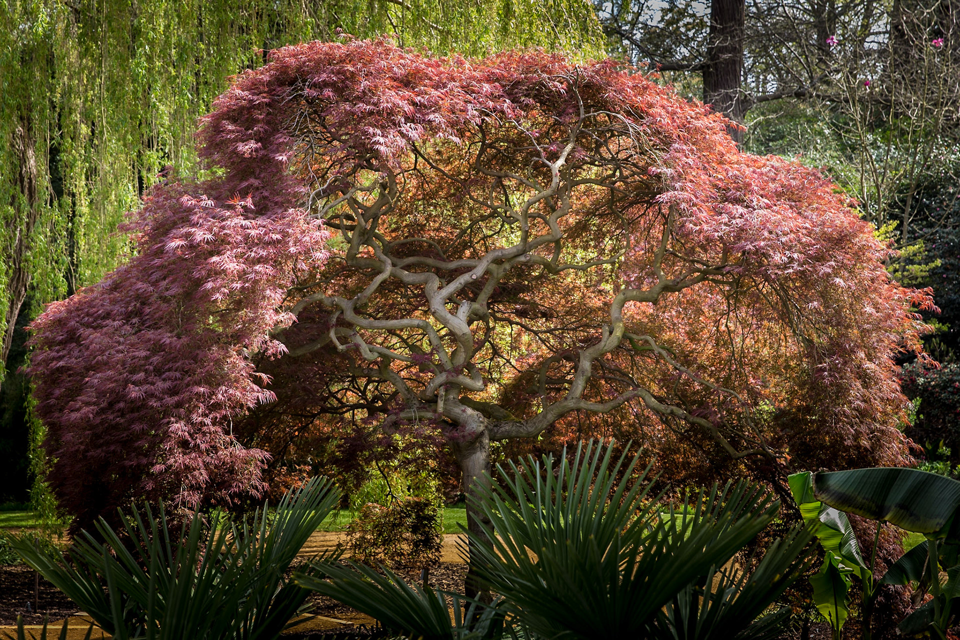 Acer, The Savill Garden