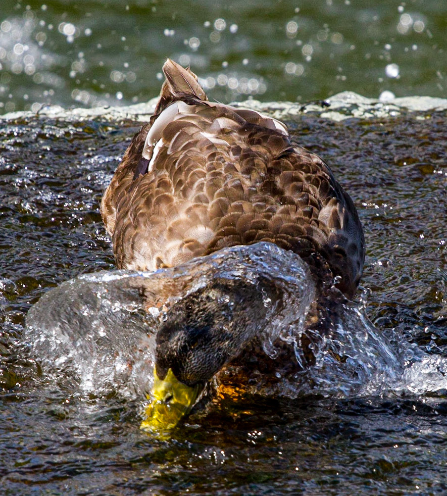 Duck at Hambleden Weir