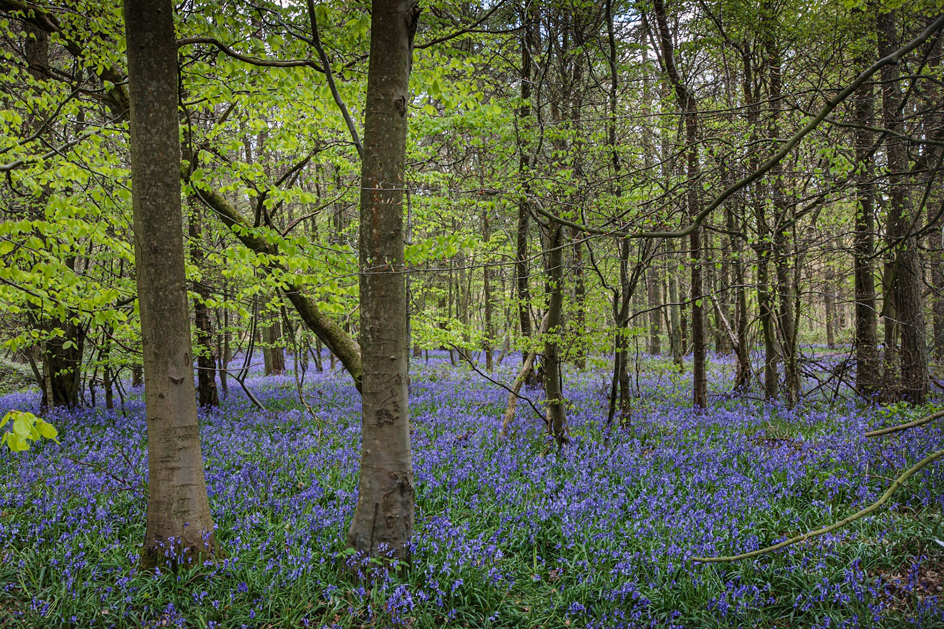 Cowleaze Bluebell Wood