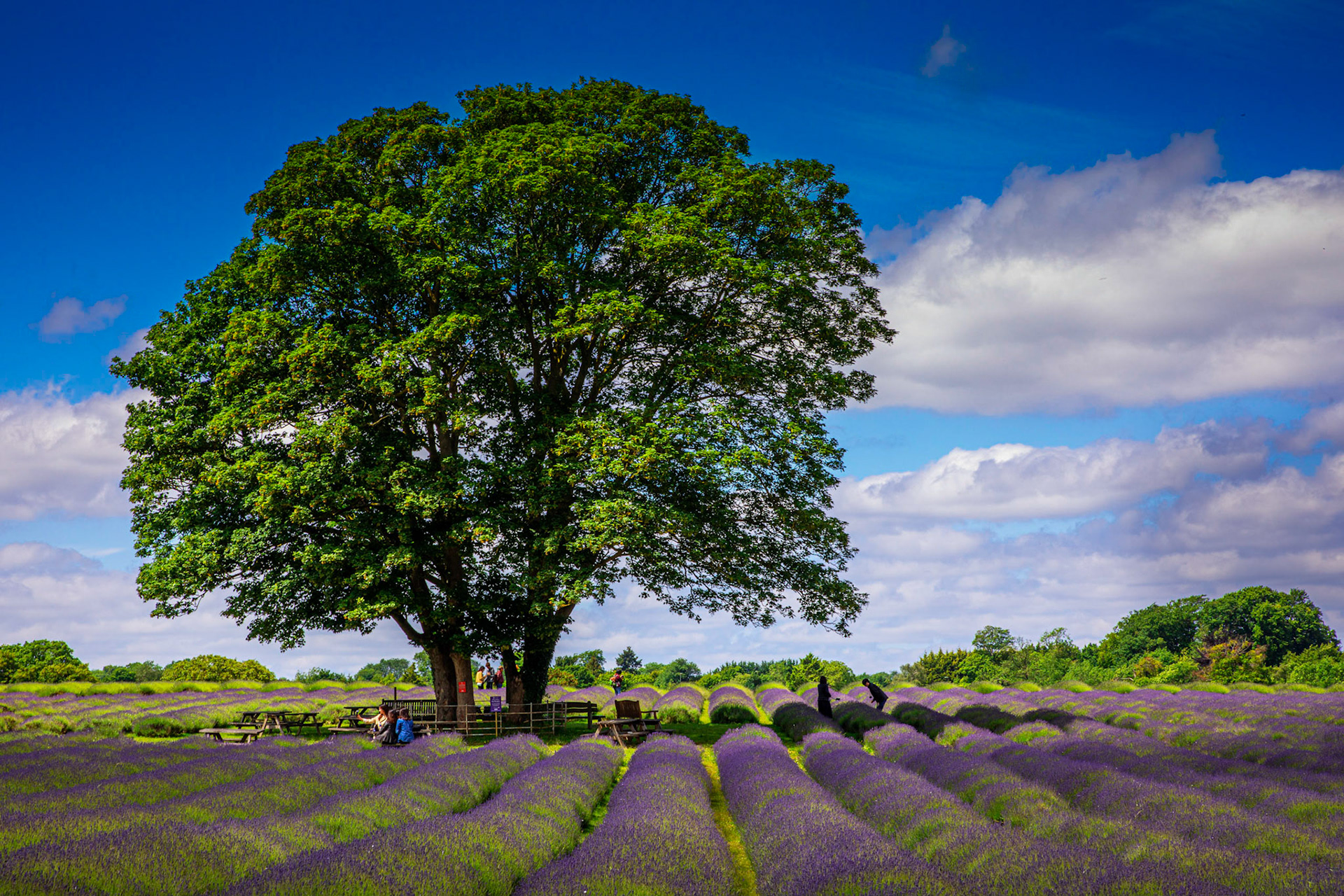 English Lavender Fields