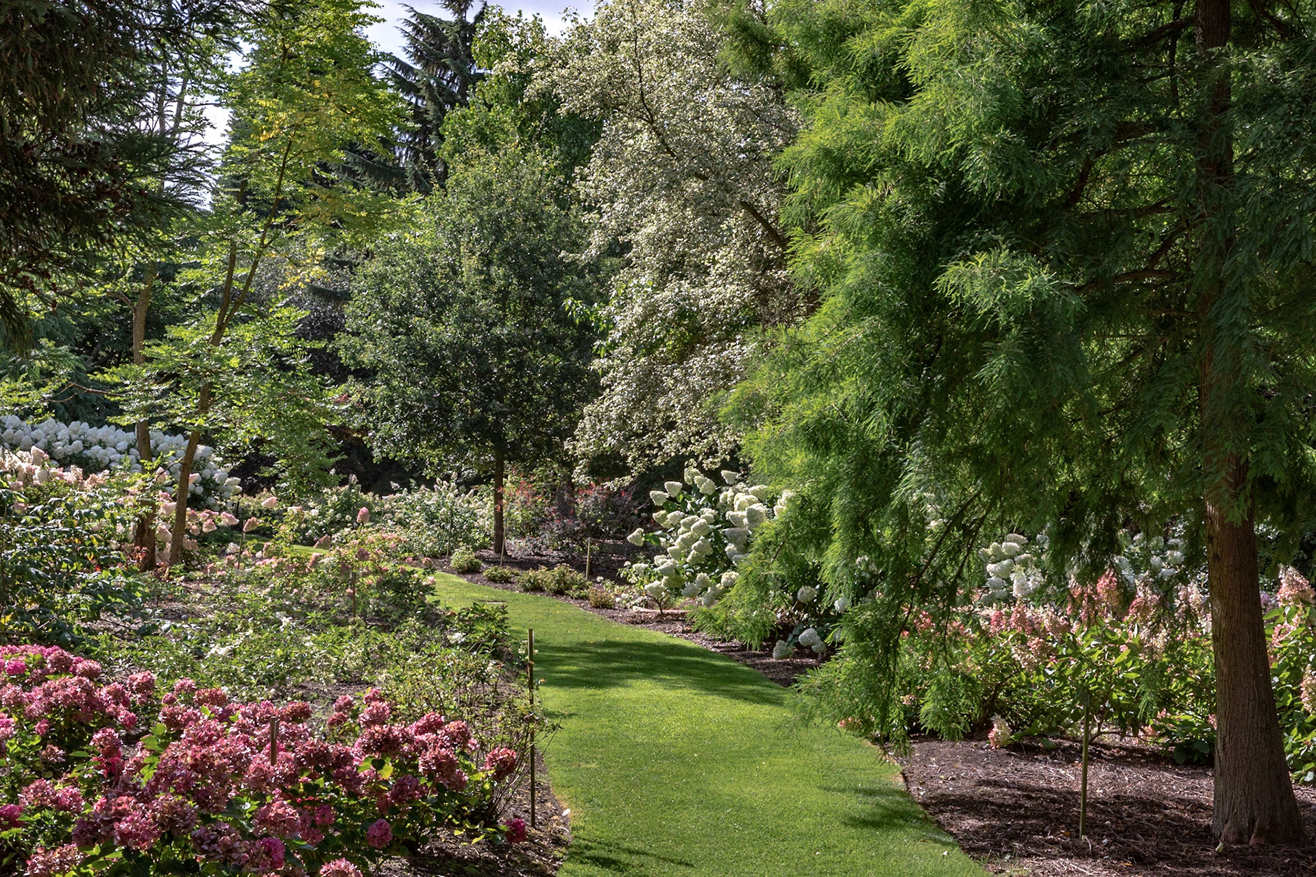 Hydranger Beds, The Savill Garden