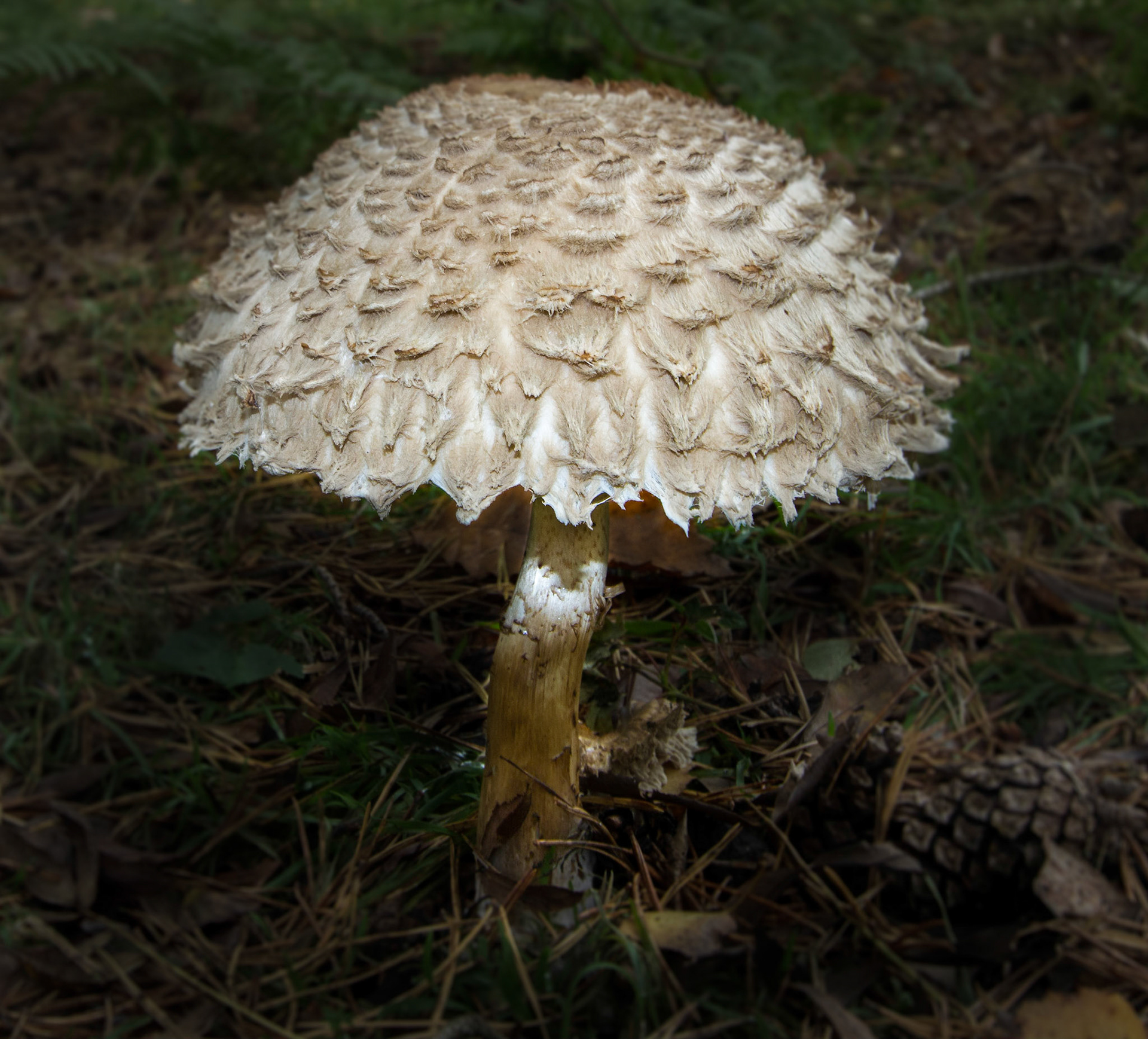 White Toadstool