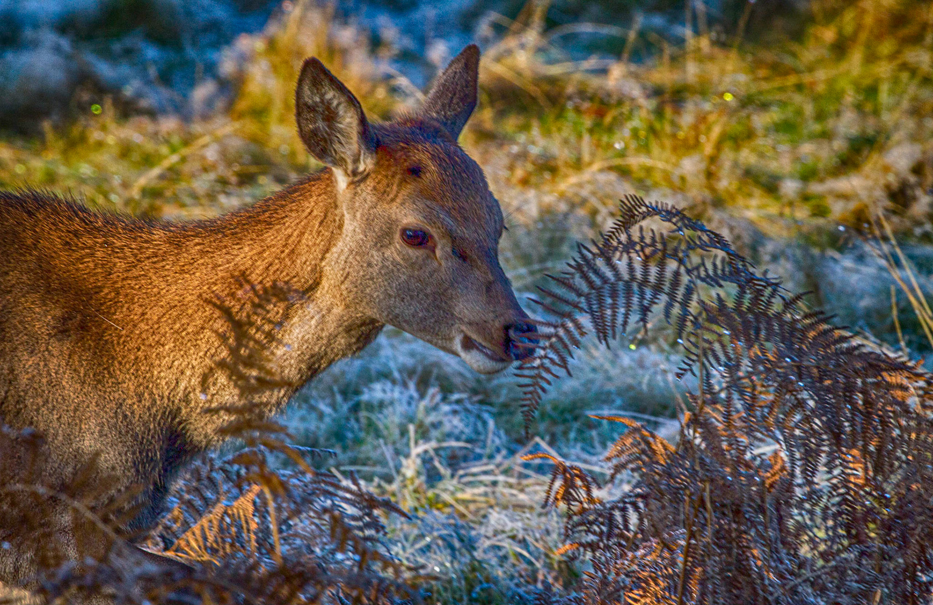 Richmond Park Deer