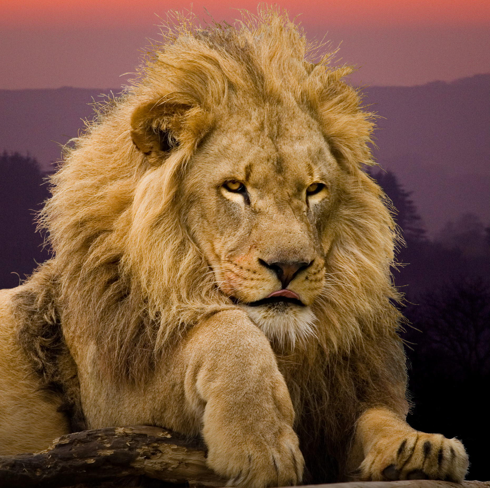 Lion at Sunset