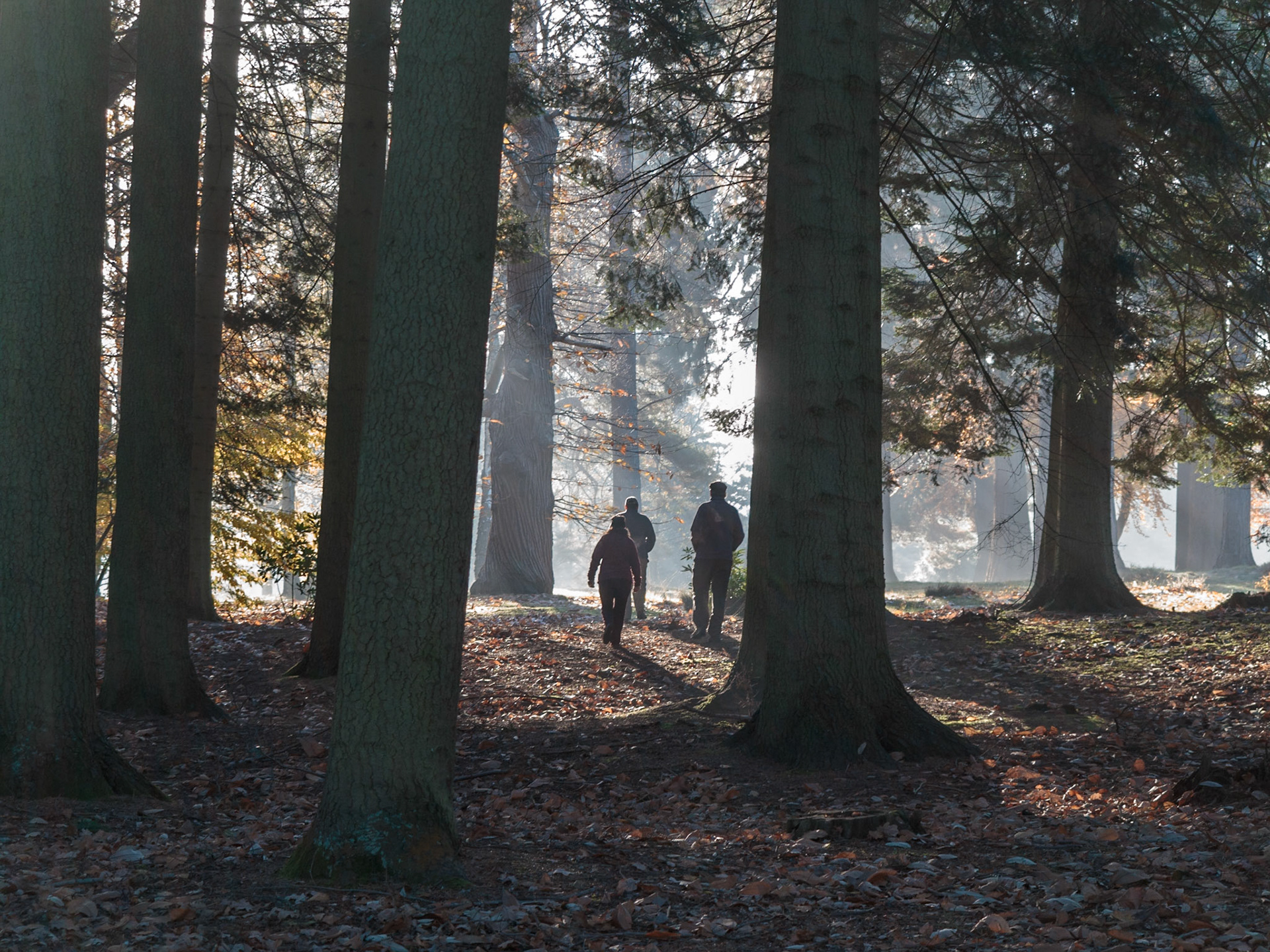 Oxshed Clump, The Valley Gardens