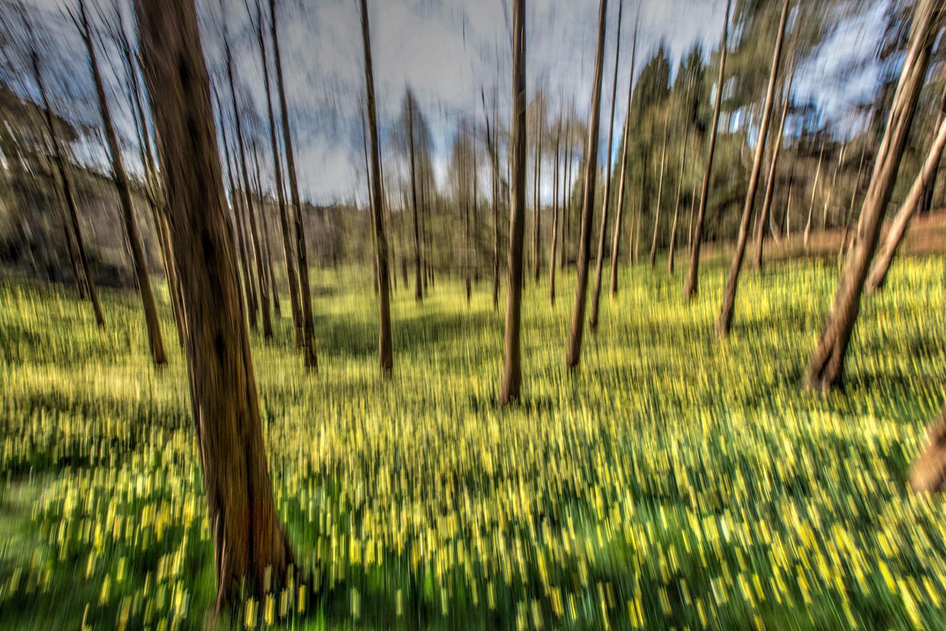 Trees and Daffodils