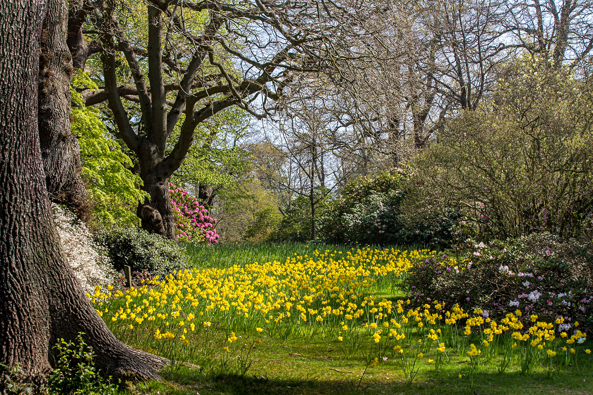 The Orchard, The Savill Garden