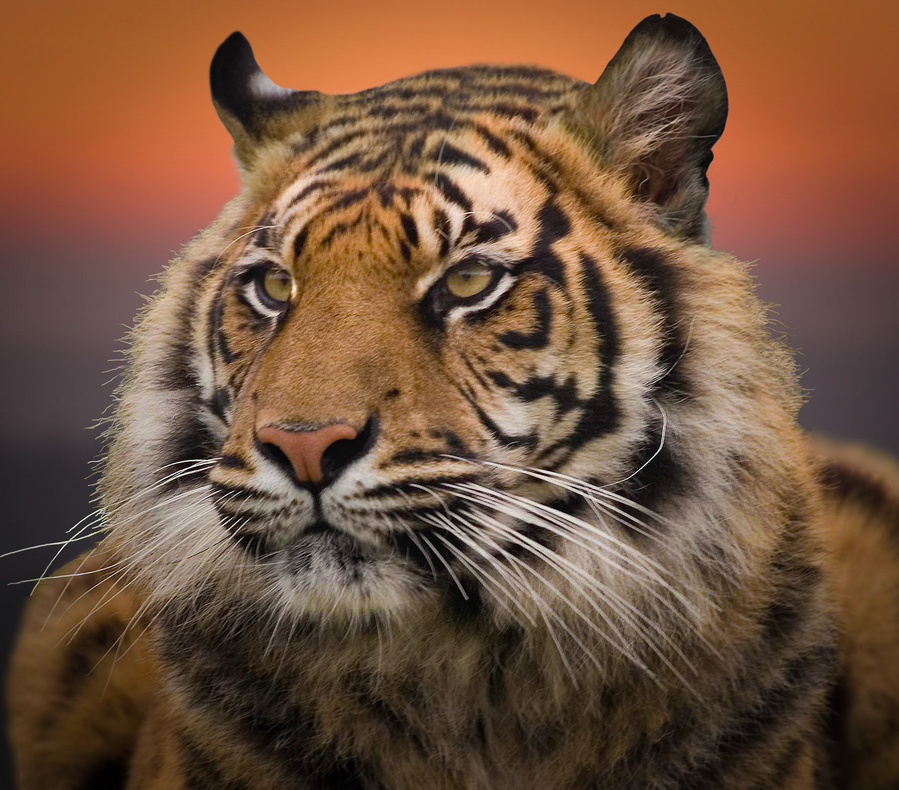 Tiger Sunset