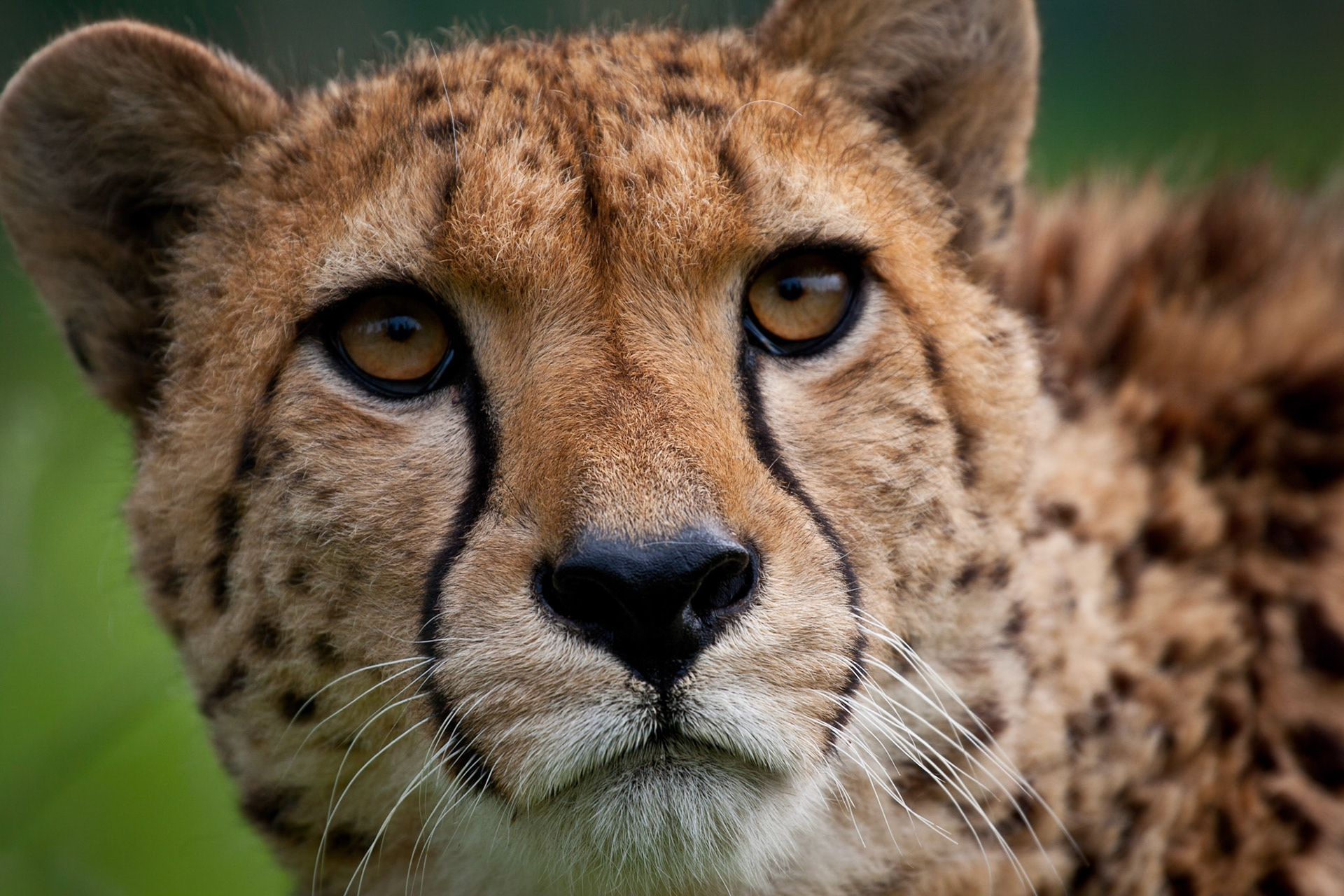 Cheetah