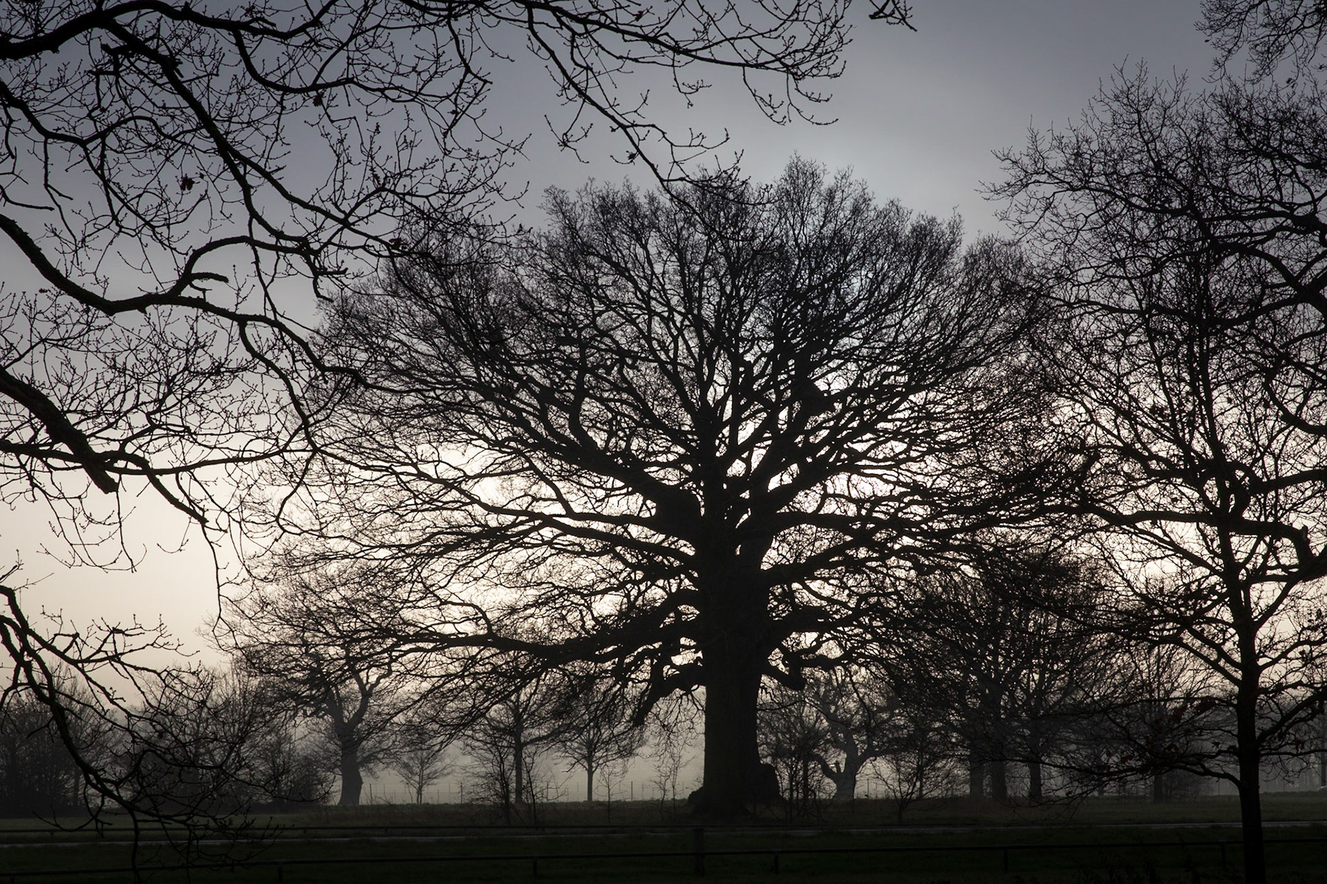 The Mighty Oak Trees, Queen Ann's Ride