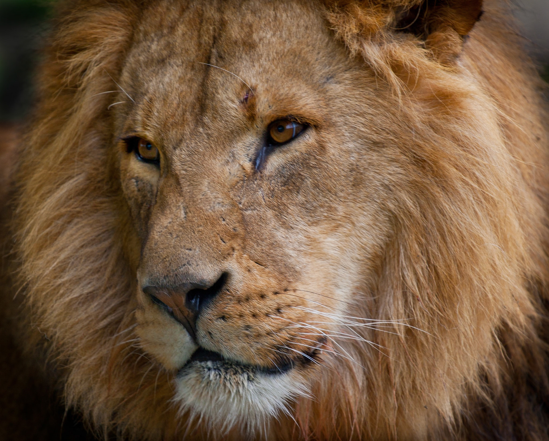 Lion