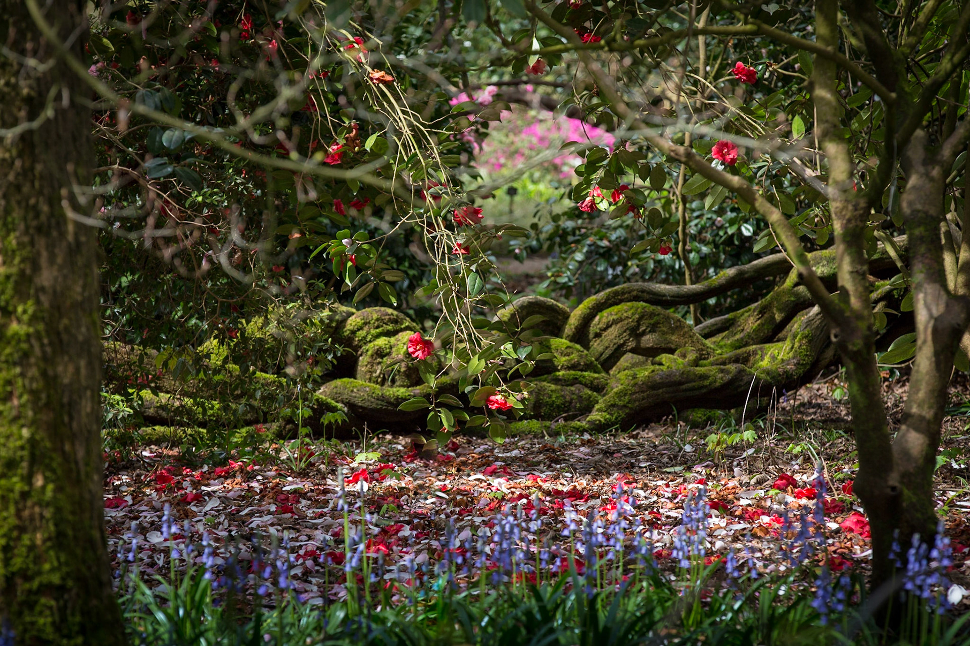 Spring Wood, The Savill Garden