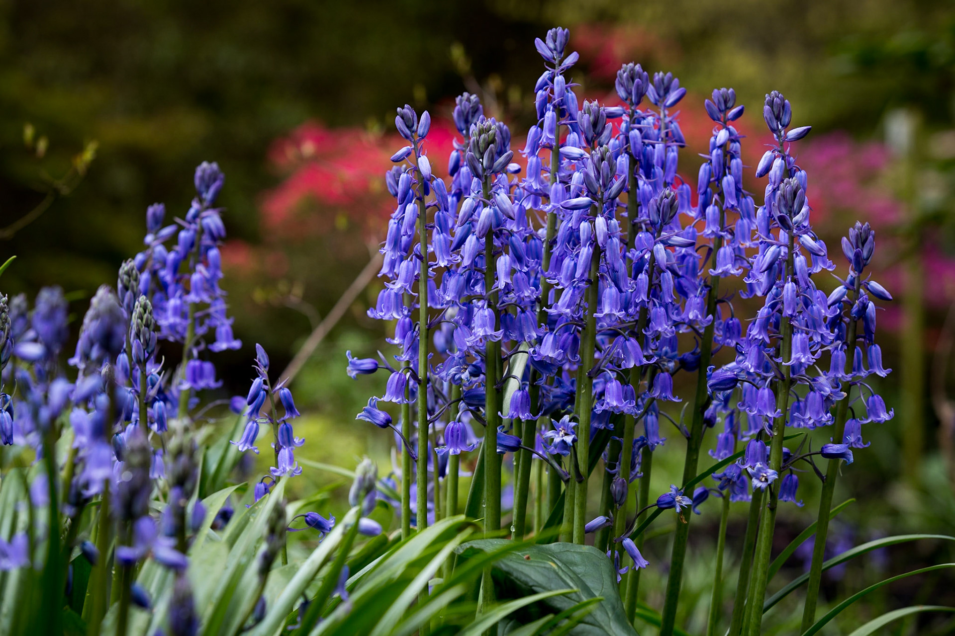 Bluebells