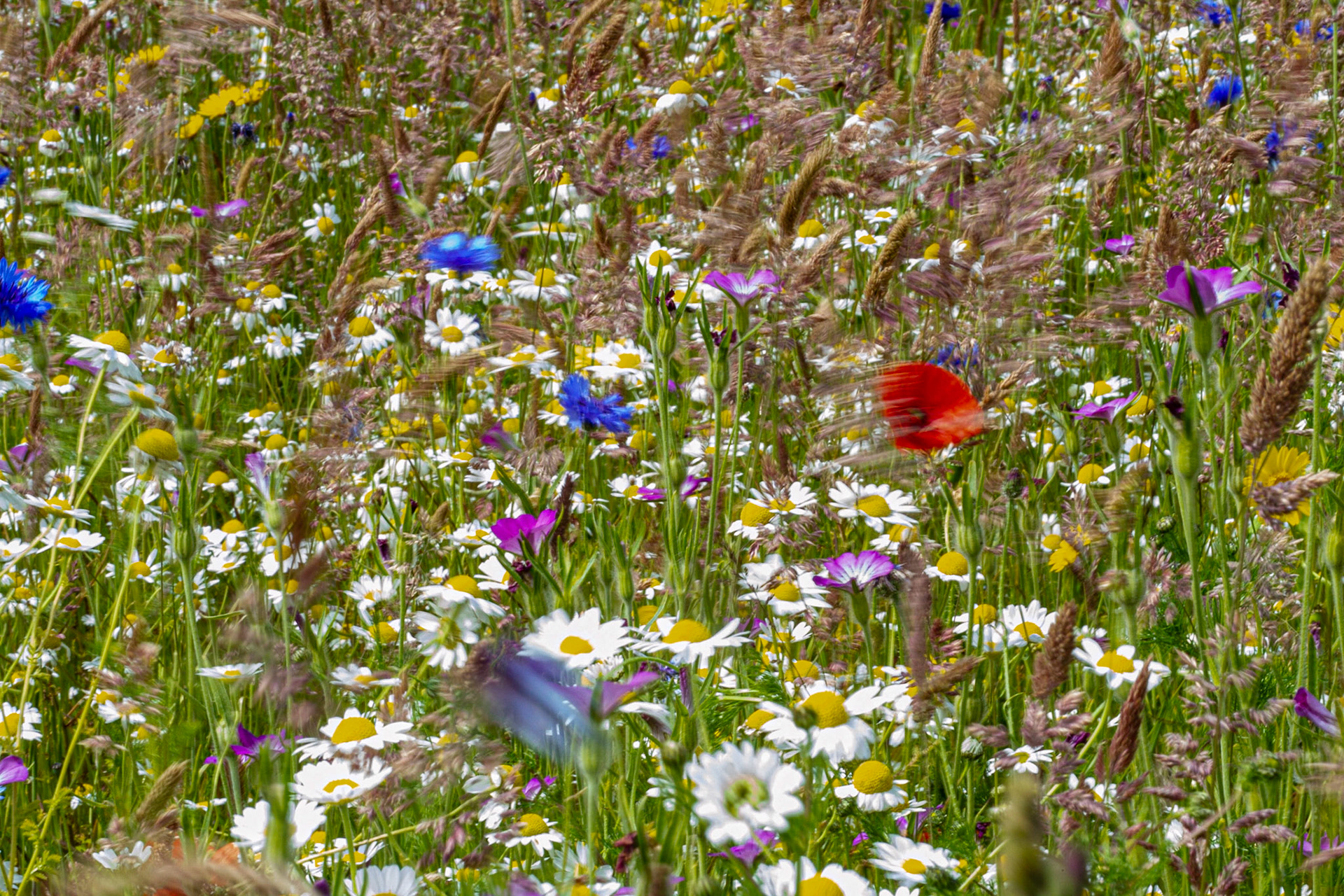 Flower Meadow