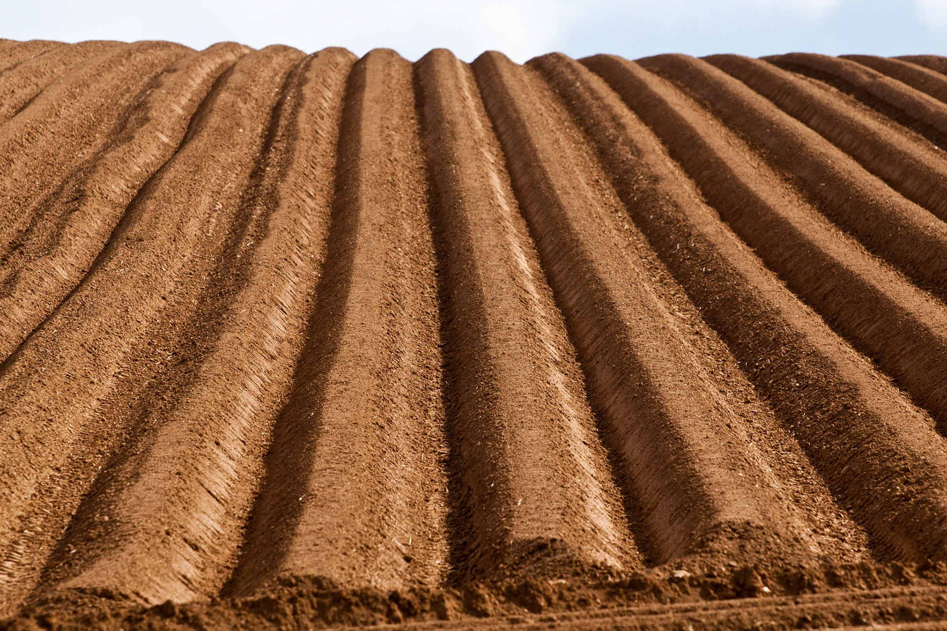 Striped Mud