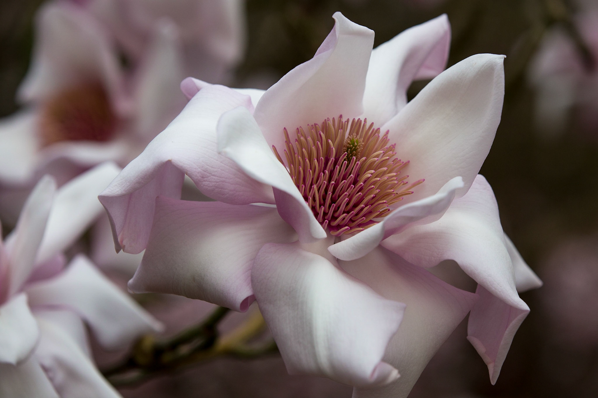Magnolia Flower