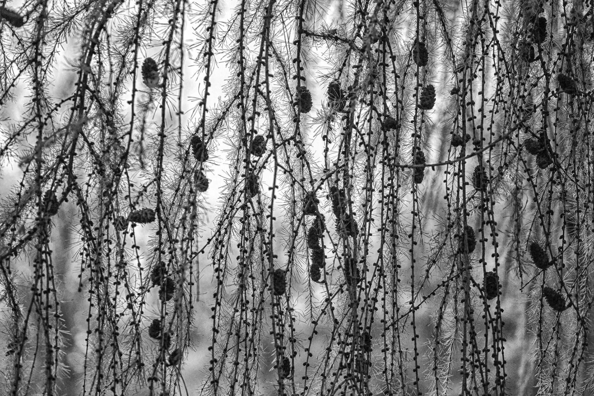 Pine Curtain